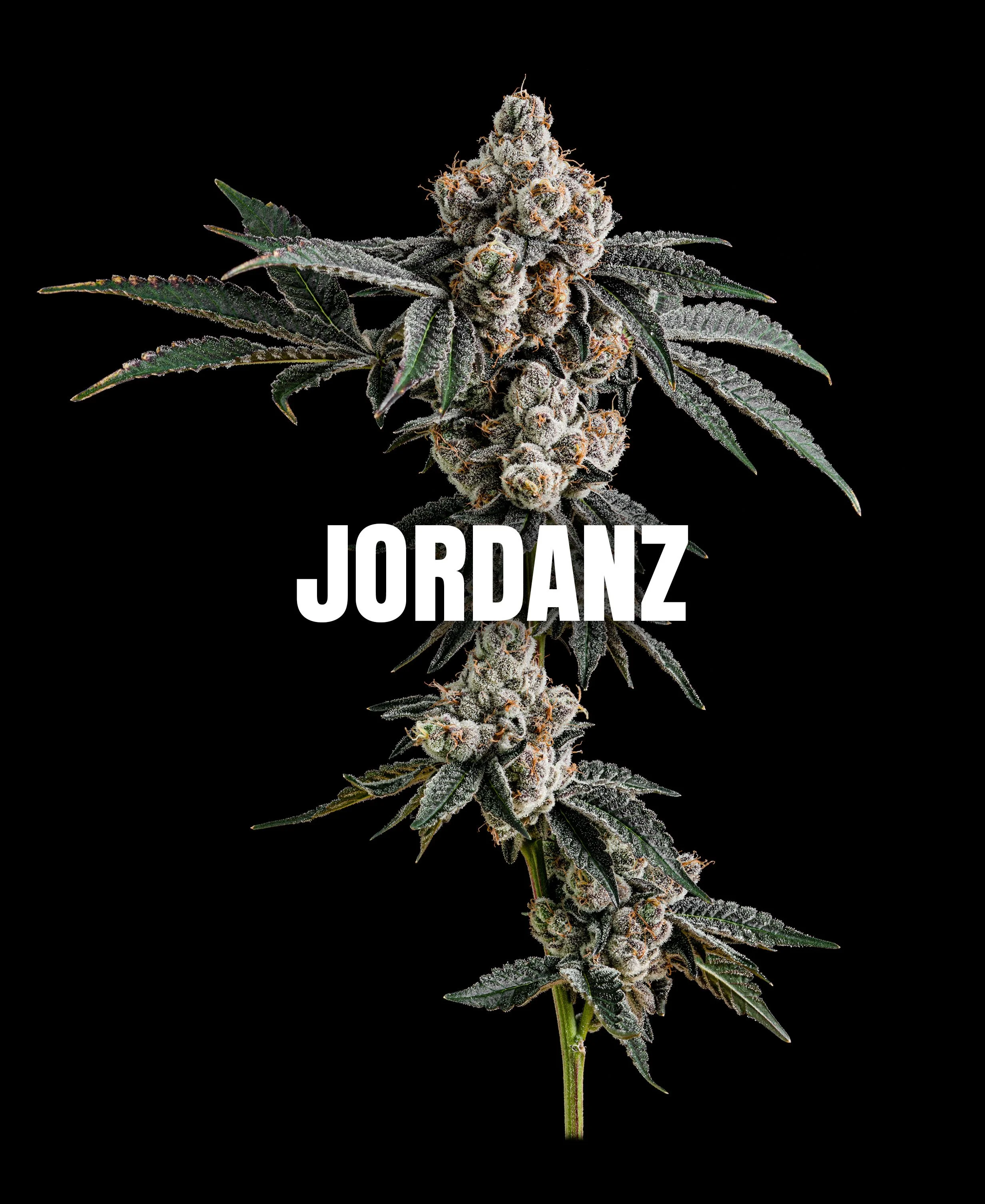 titled-jordanz.jpg