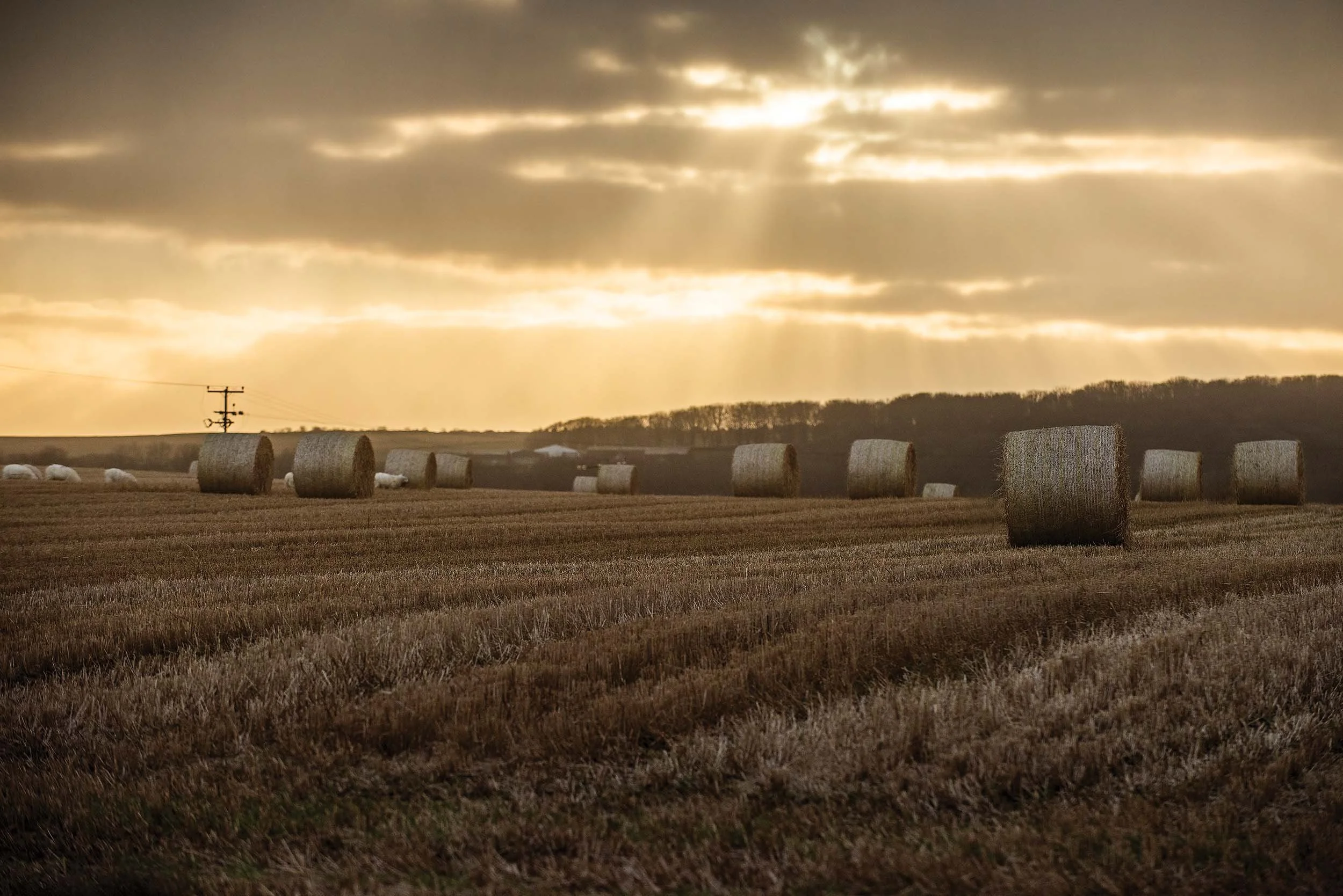 'Caithness Harvest' photography near Castletown, in the far north of Scotland.