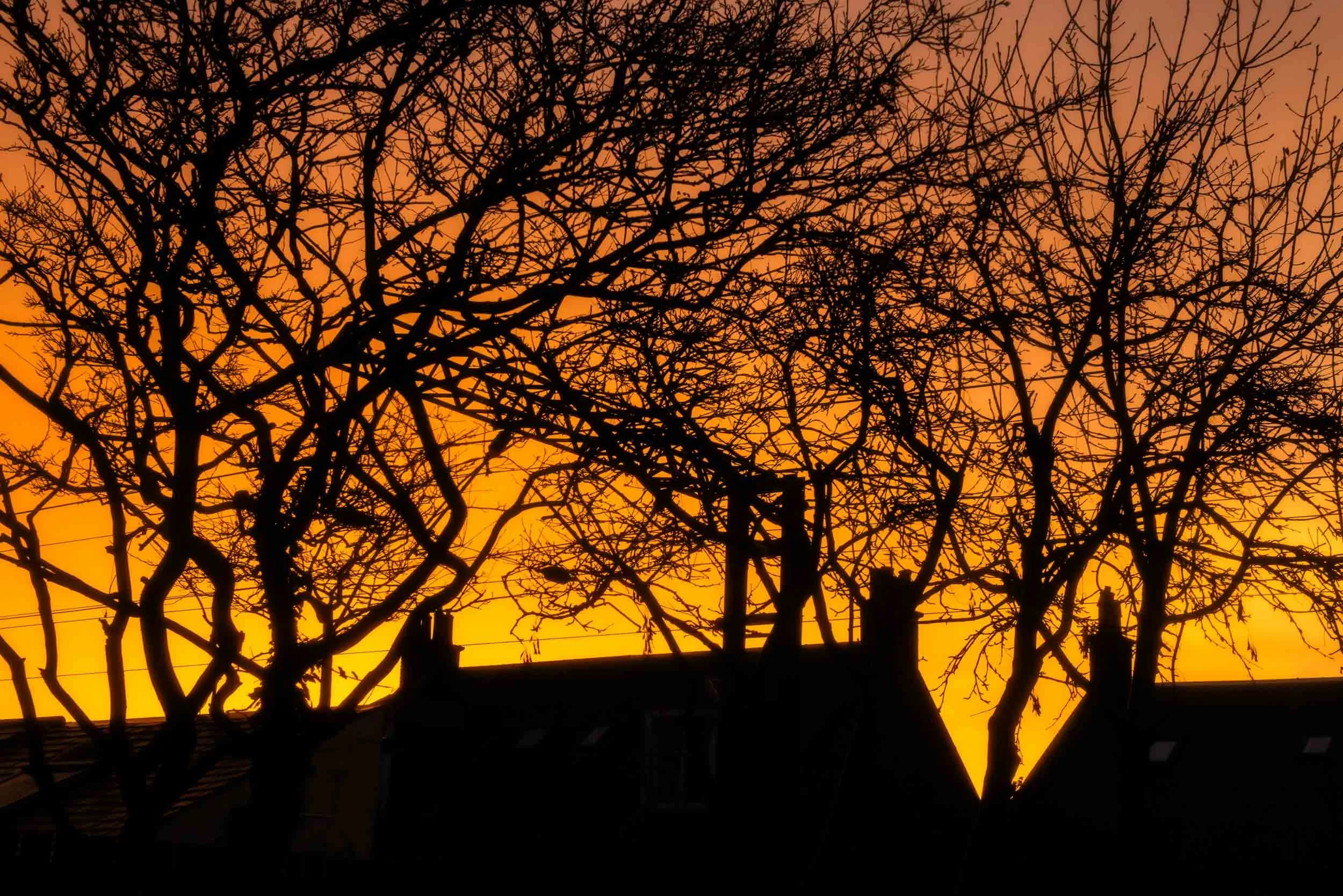 November Glow, Prestwick.