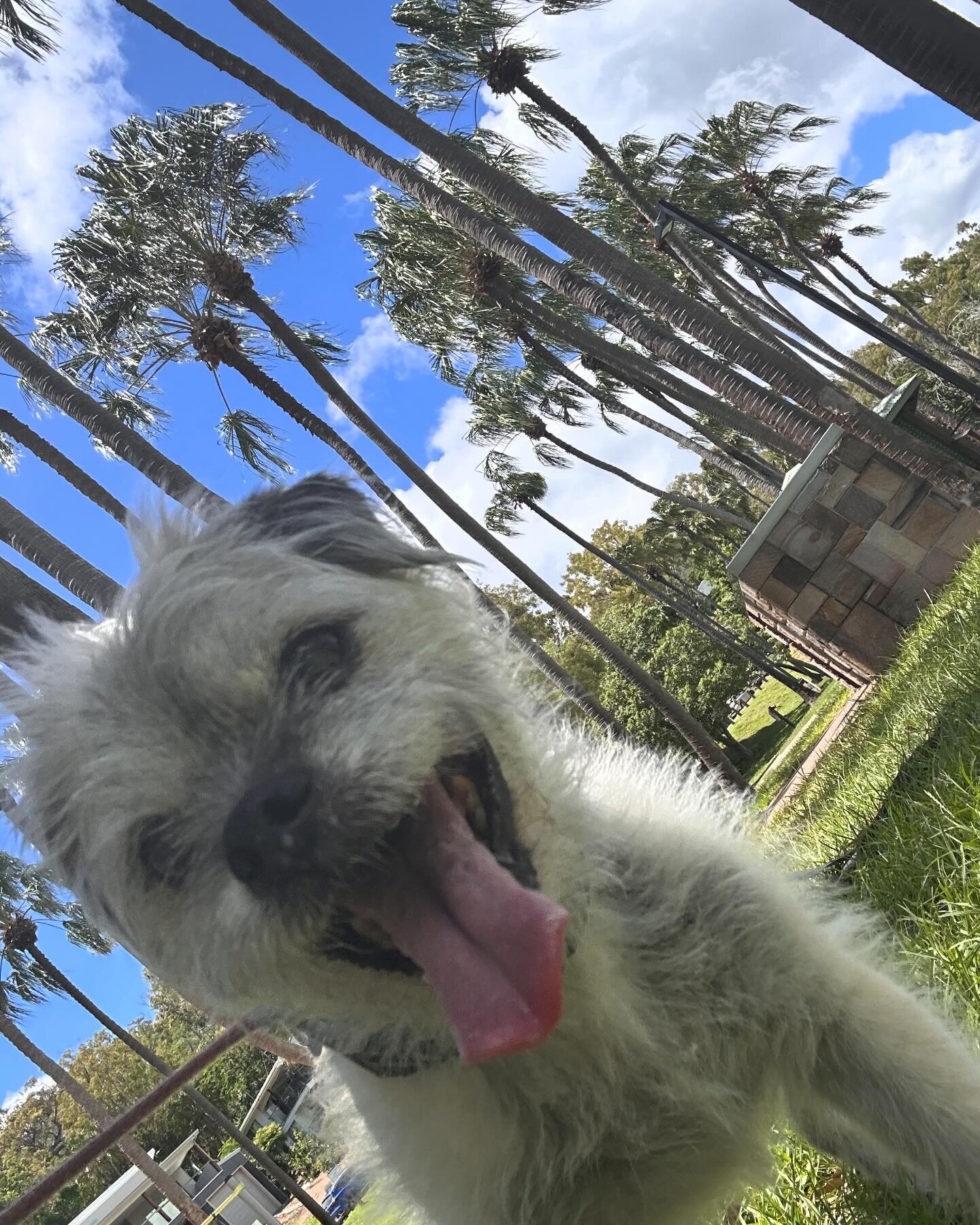 Best friends are welcome @cakebytheocean1770 !  #seventeenseventy #petfriendly #petfriendlyhotel #agneswster #gladstoneregion #beachholiday #queenslandtourism #dogsofinstagram #australia