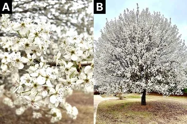 The bradford Bounty. Why we need to remove the bradford pear tree from our NC ecosystem.