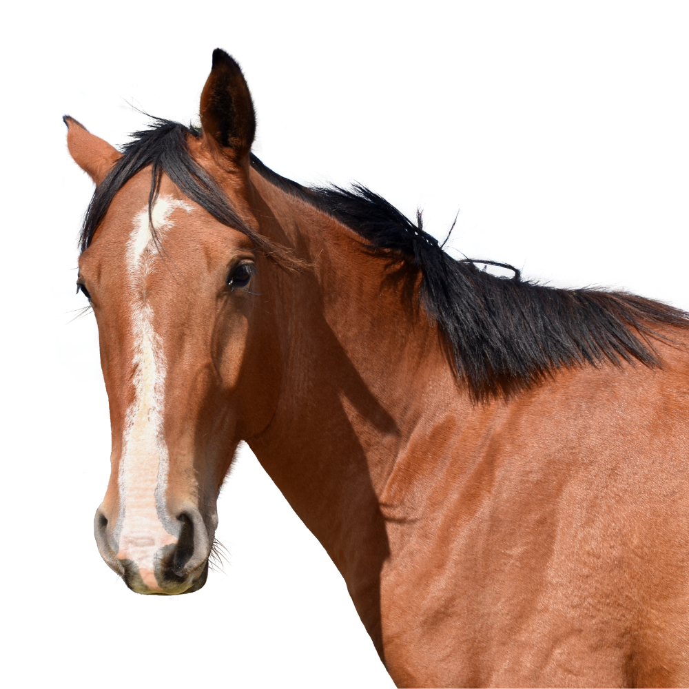 Are you chasing the wrong horse?