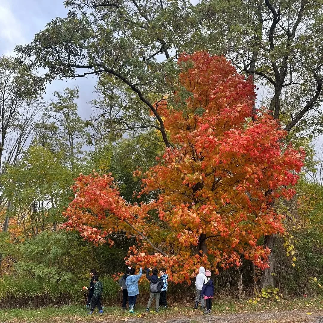 Snippets of the last 2 weeks of Earth Explorers. So much to explore, investigate and marvel at in the fall, Subhanallah.

#muslimforestschool #outdooreducation #homeschoolers #natureeducation #torontomuslimhomeschoolers