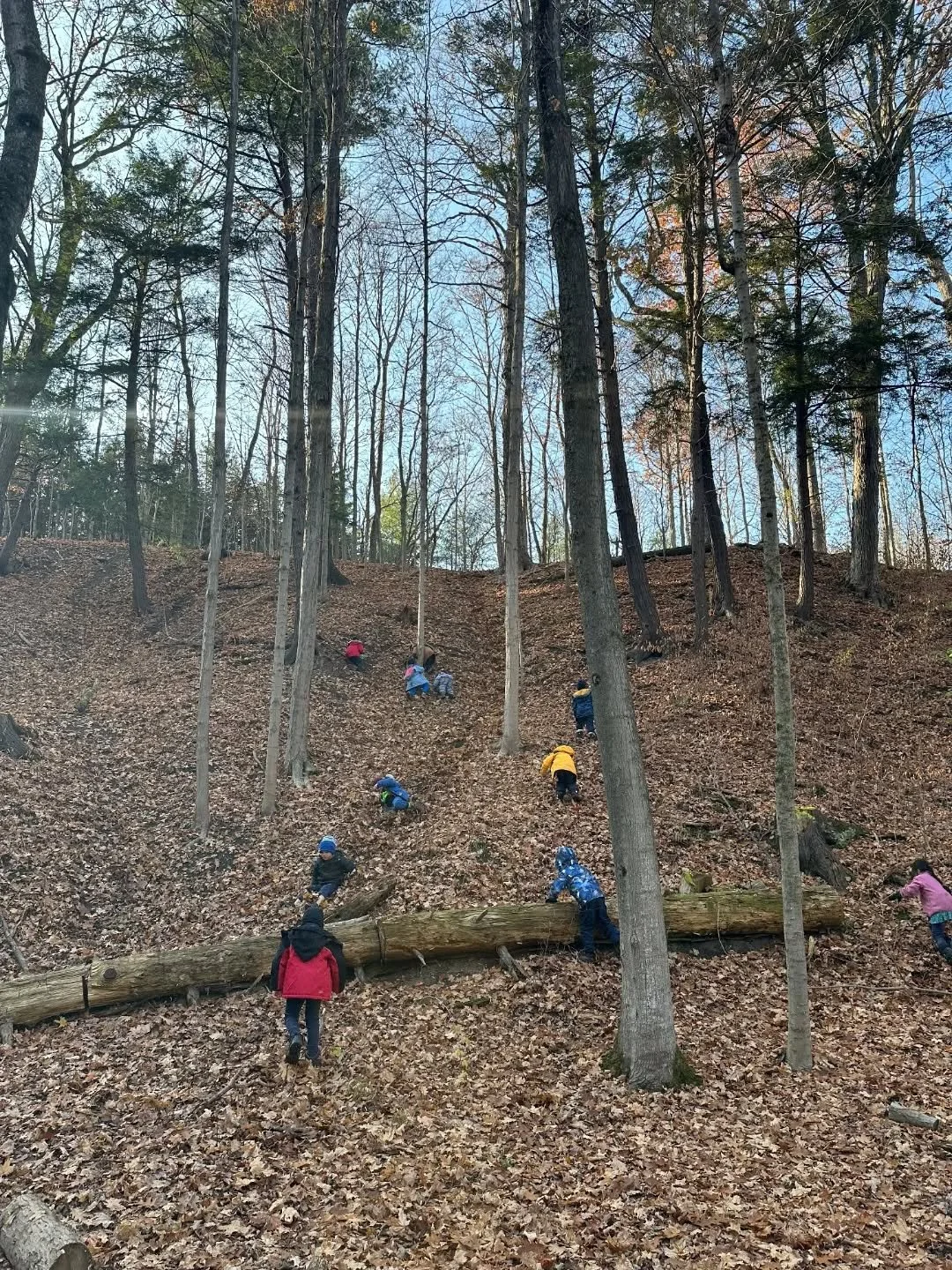 Scenes from this week's Earth Explorers. Some groups delved into fire making, creating DIY firestarters from natural materials, chopping kindling and attempting friction fires using bow drills. Our youngest Cubs made orange candles. Other groups lear