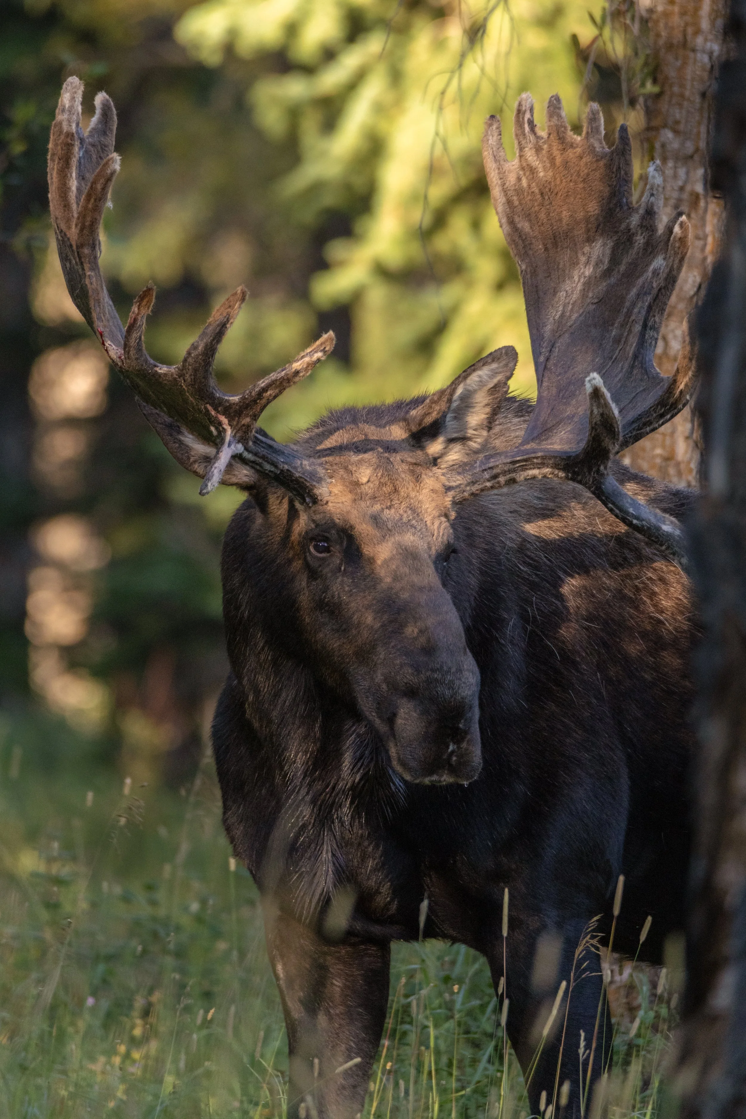 Hoback Fall 2023.jpg