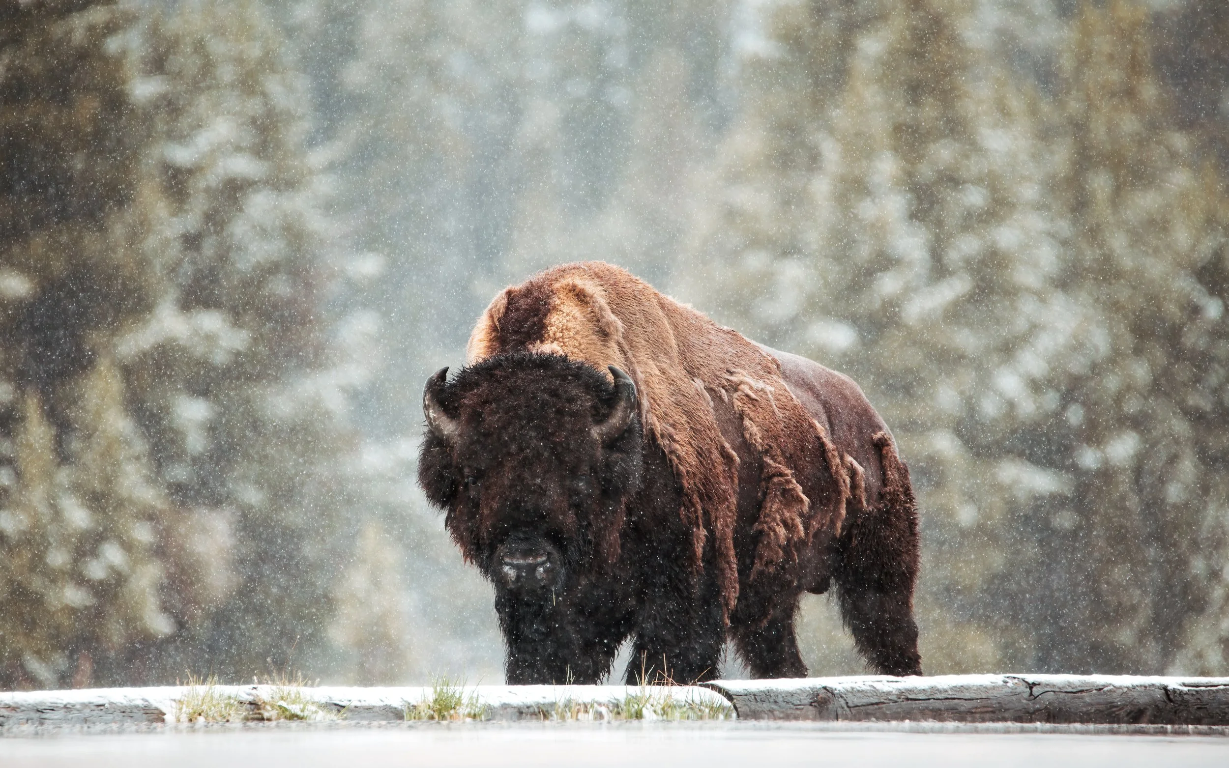 bison staredown YS.jpg