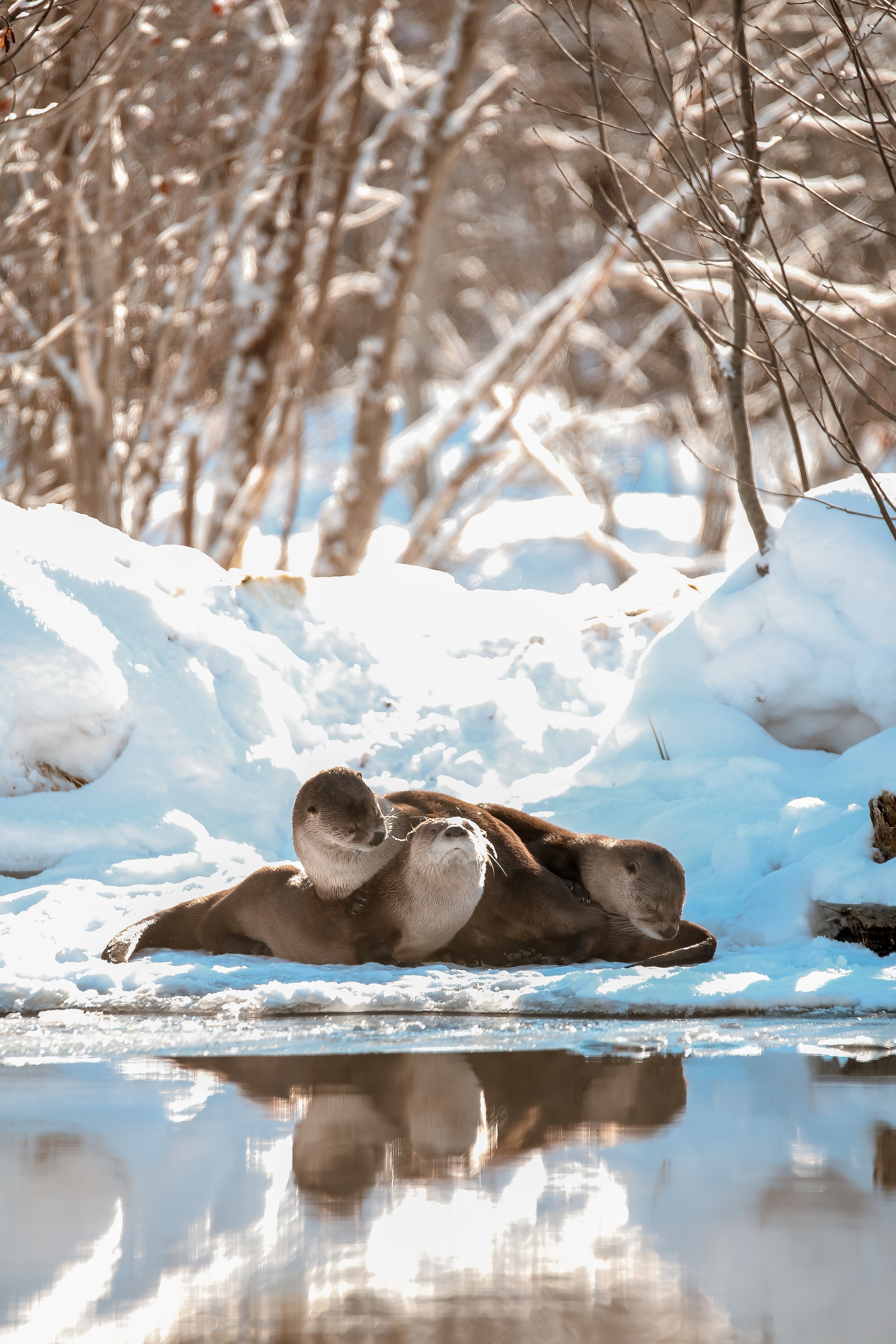 Otter Gang.jpg