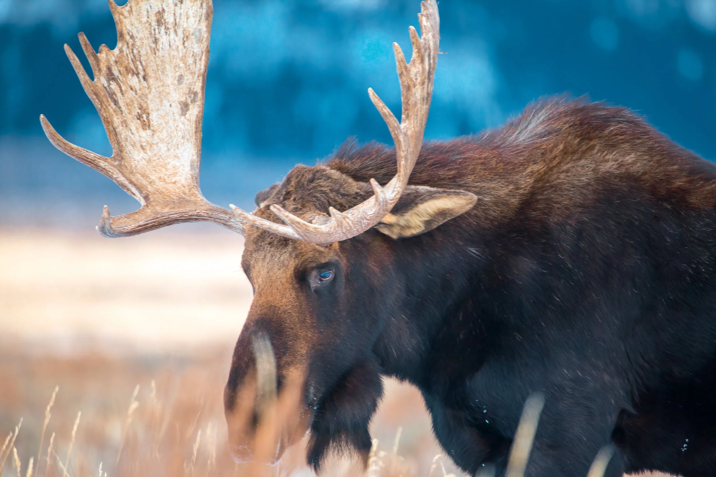 blue bull moose web.jpg