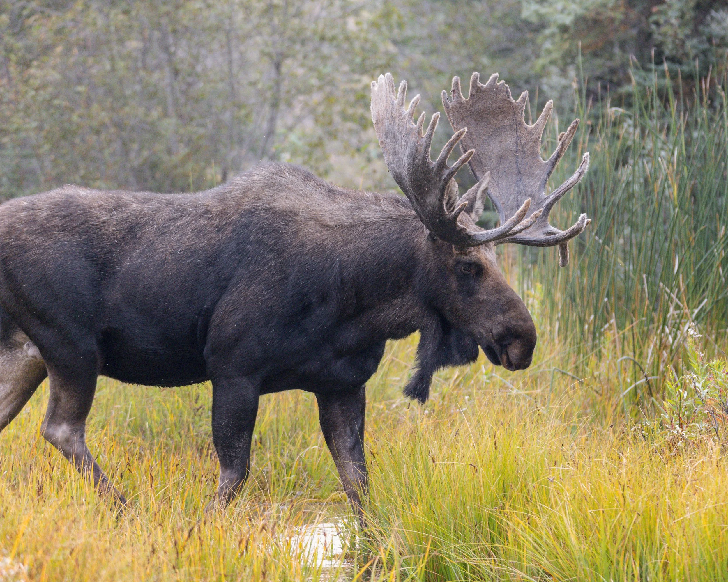 Hoback in a Puddle.jpg
