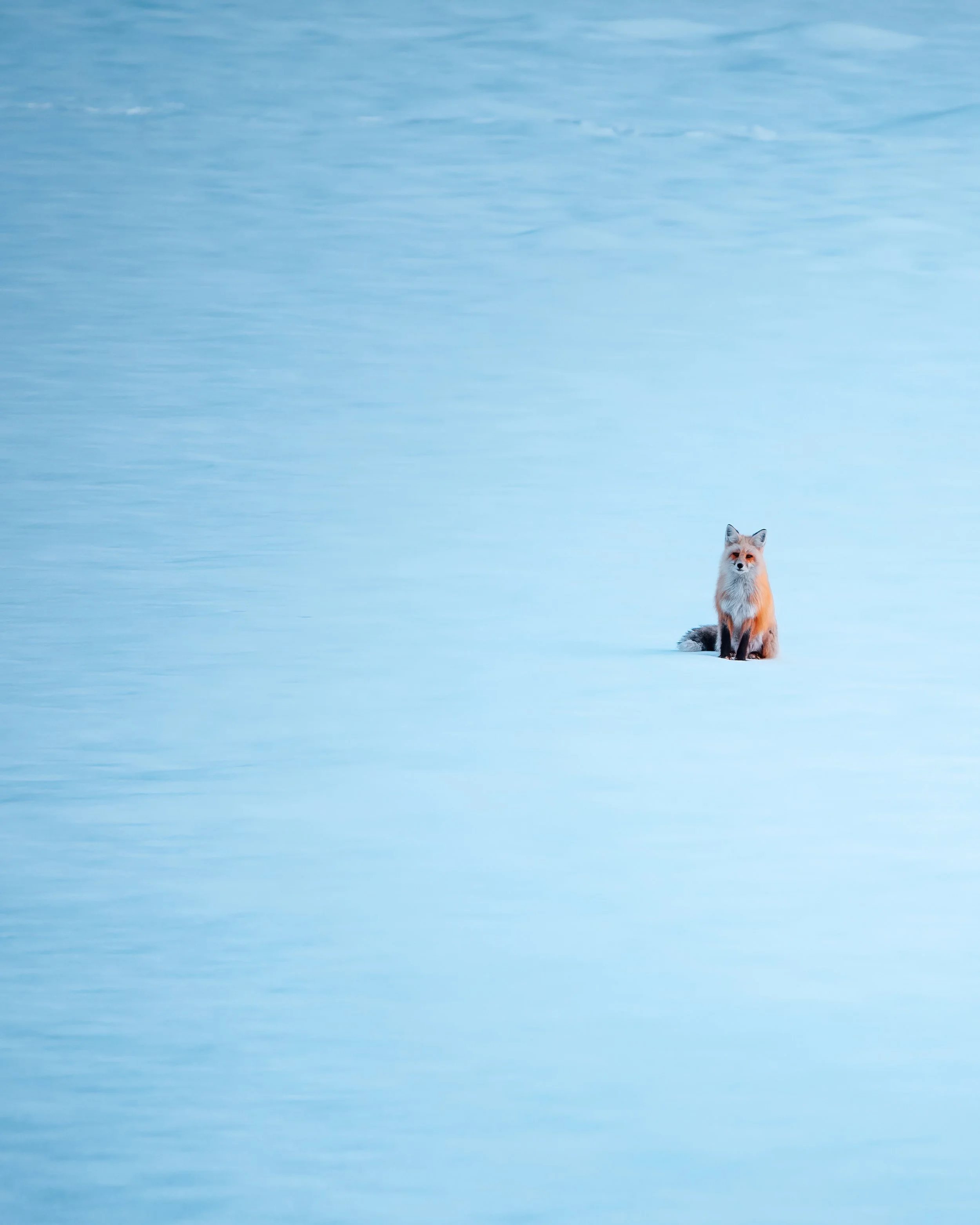 Fox in the Blue Print-DeNoiseAI-clear.jpg