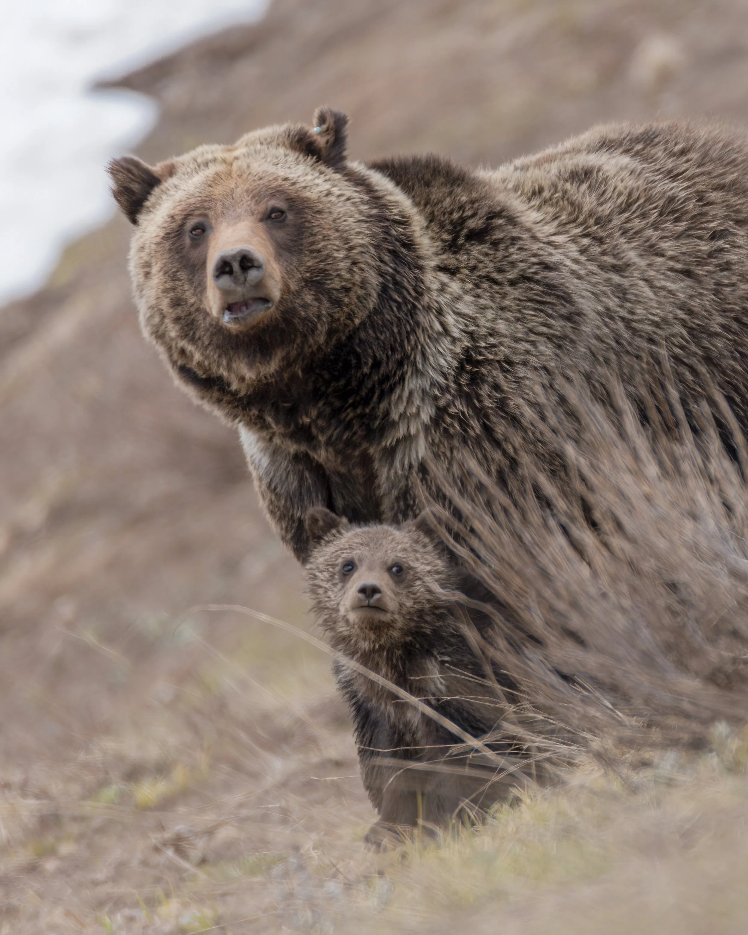 Felicia and cub-denoise-severe-noise.jpeg