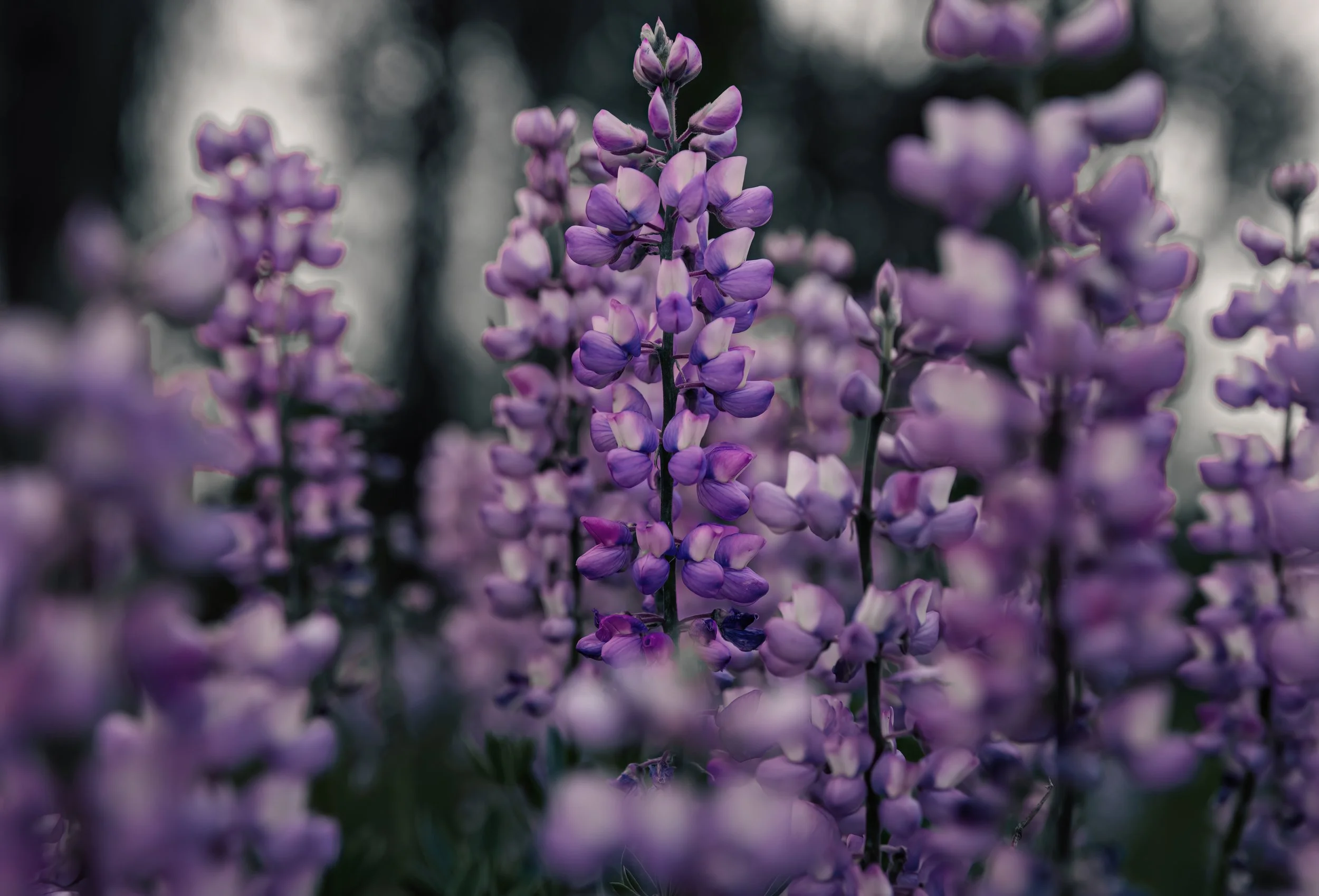 Lupines-3-DeNoiseAI-low-light.jpg