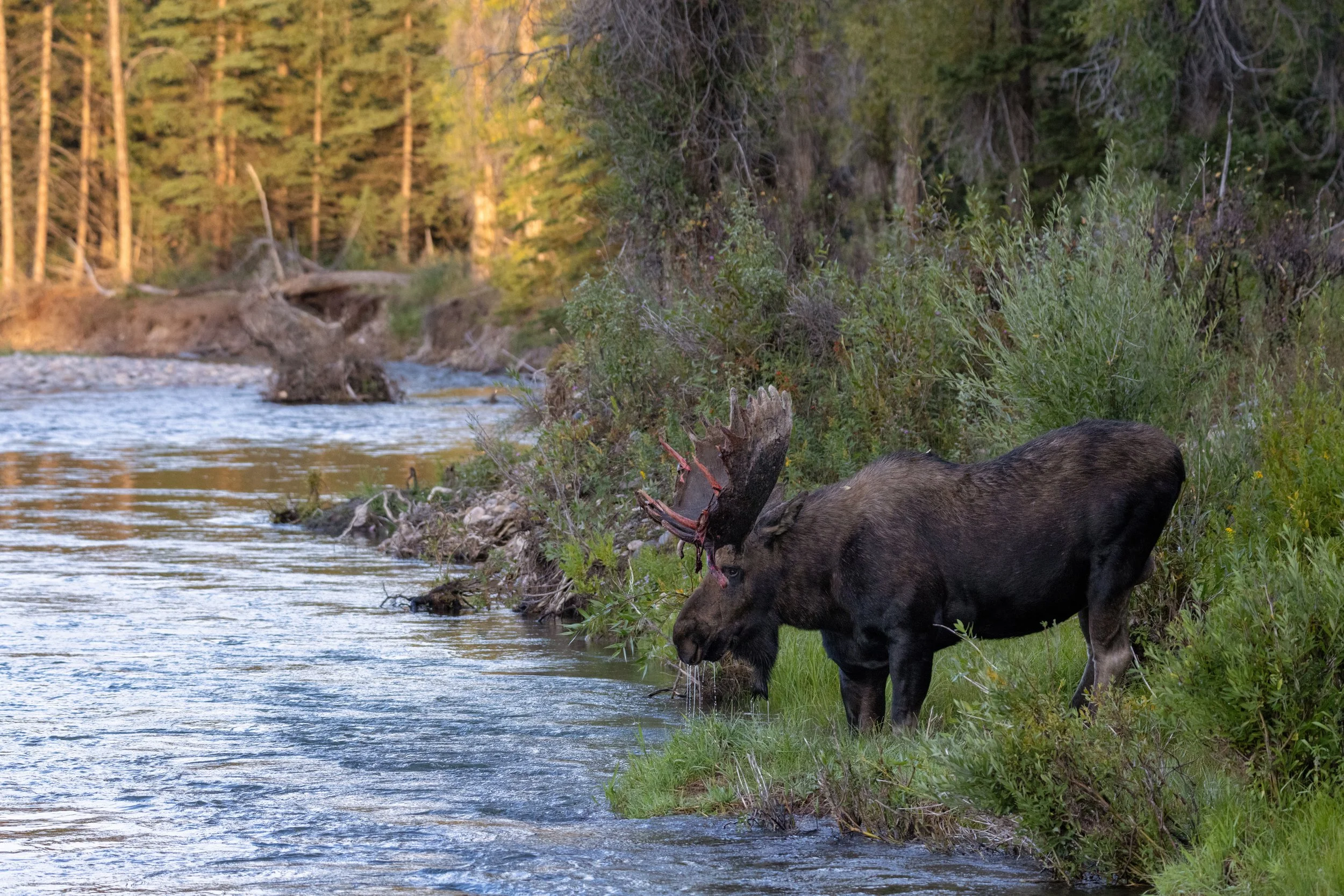 Hoback by the river- web.jpg