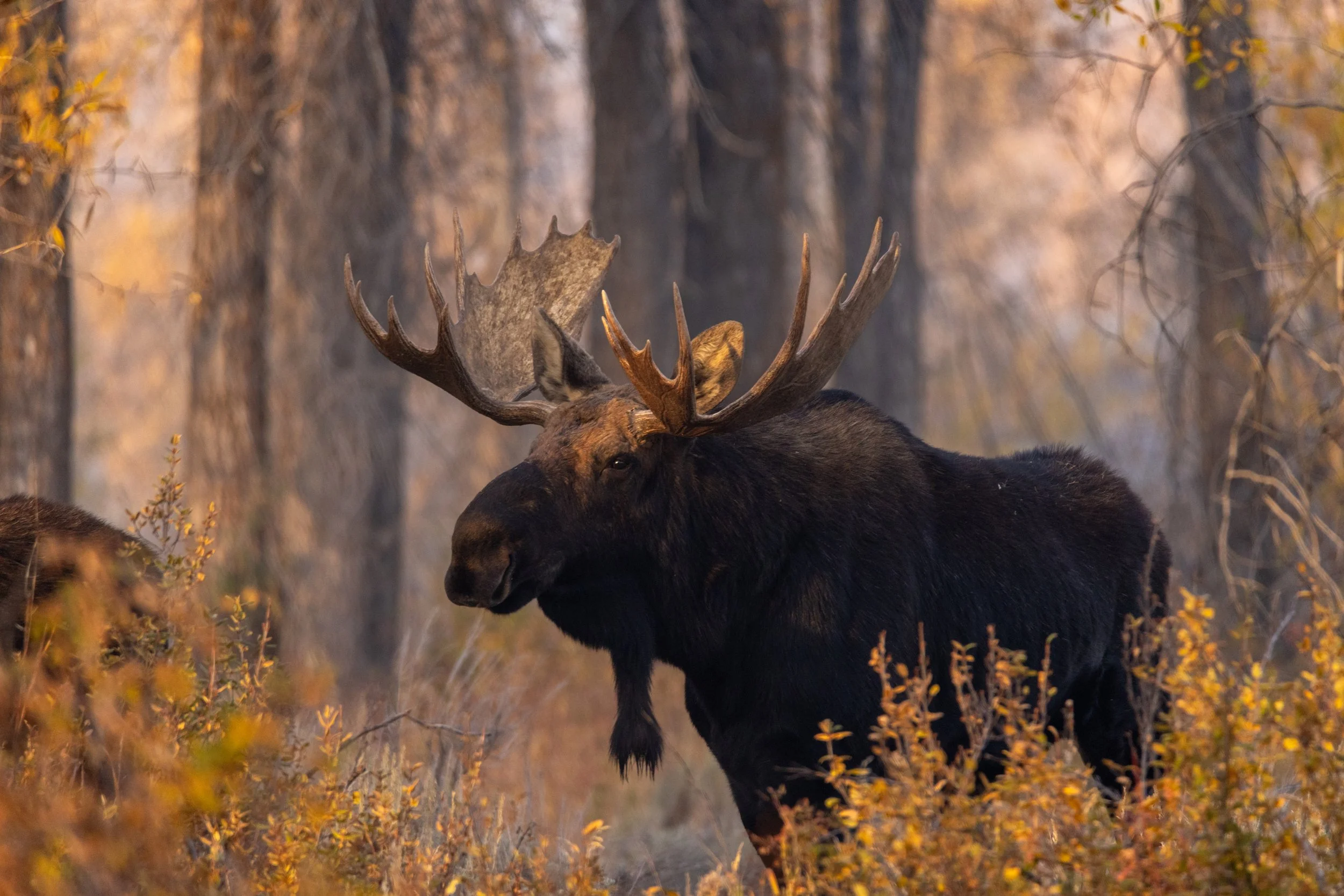 Moose Fall 2024-3.web.jpg