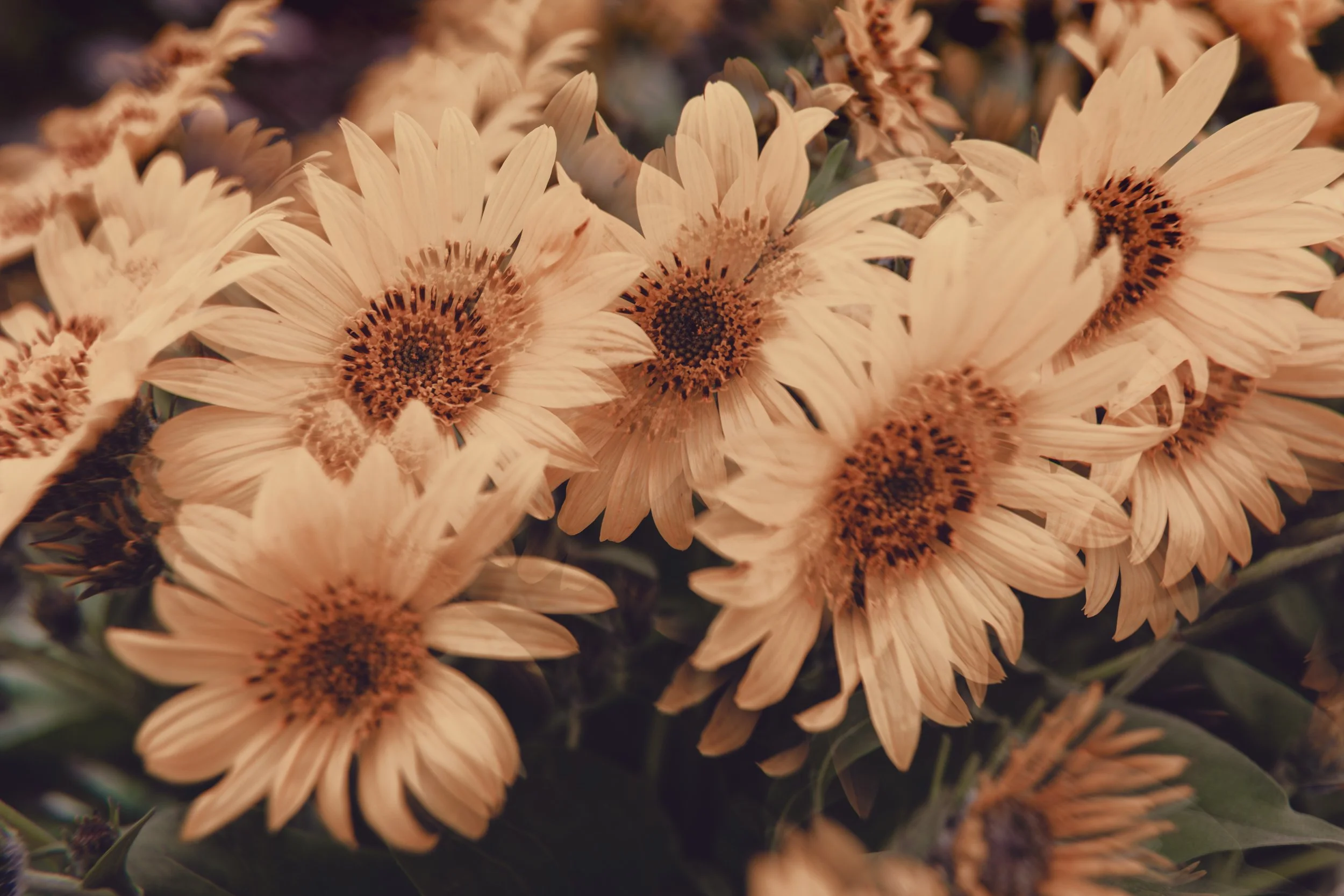 Trippy Flowers Warmer Tones.jpg