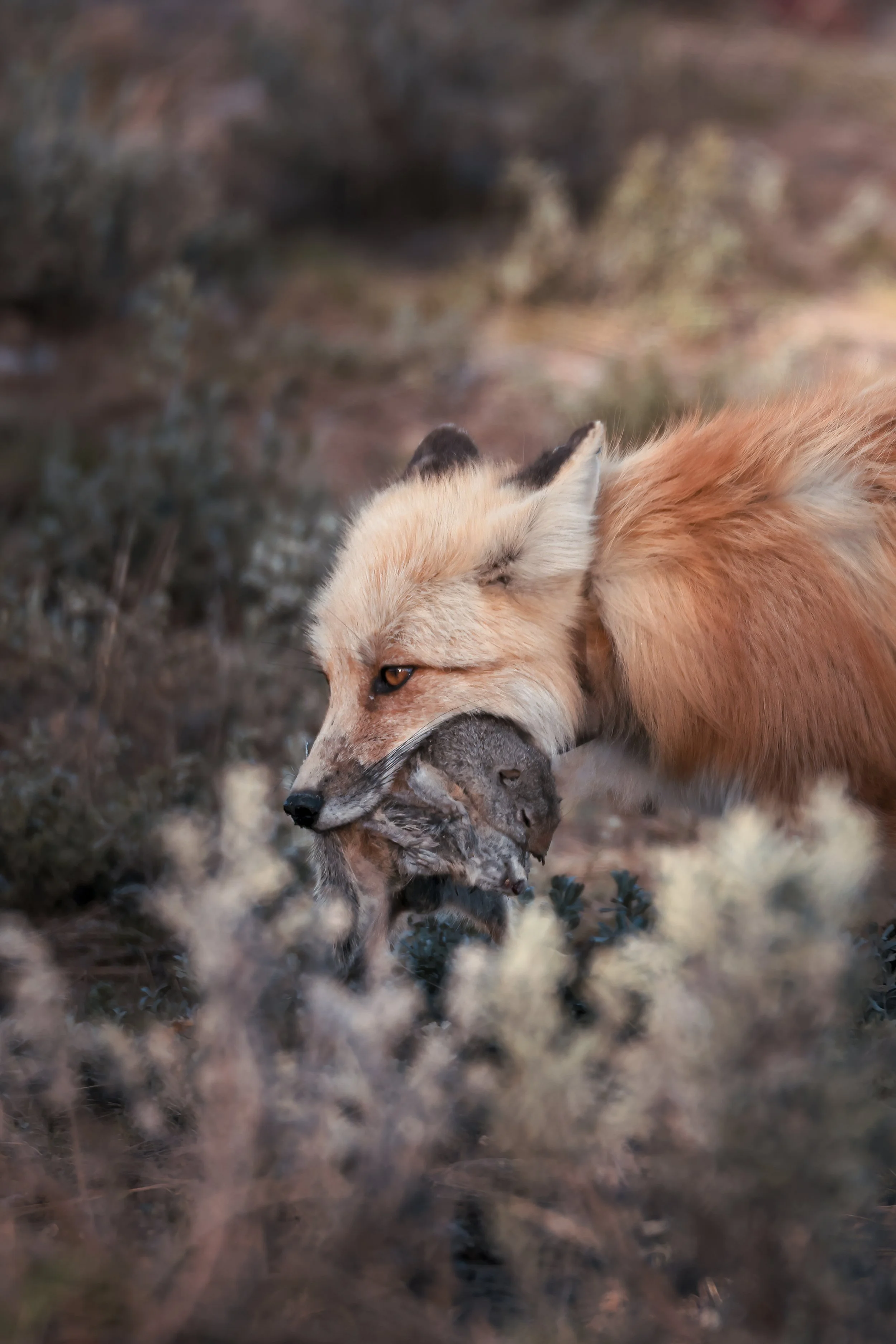 Fox and Squirrels-denoise-low-light.jpeg