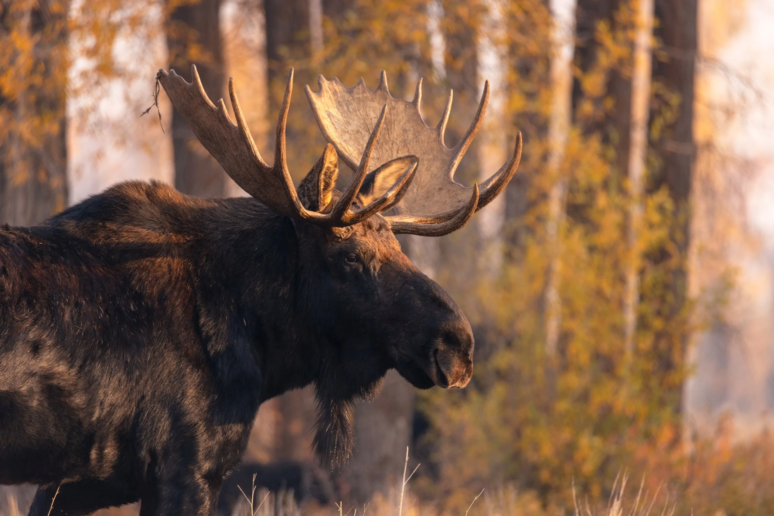 Moose Fall 2024-4.web.jpg