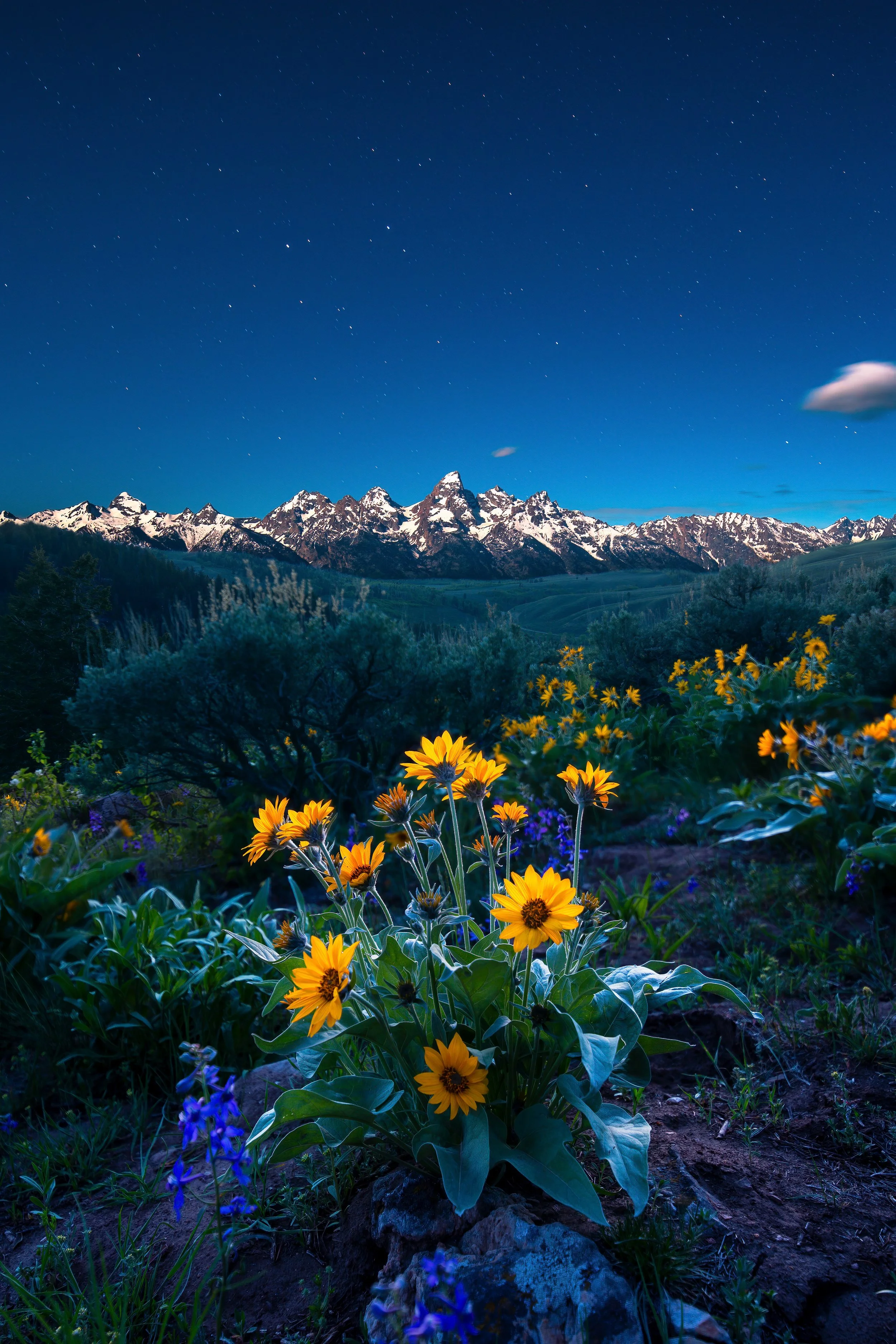 2Balsmroot at Night- 3 layer focused edit-denoise-FINAL.jpg