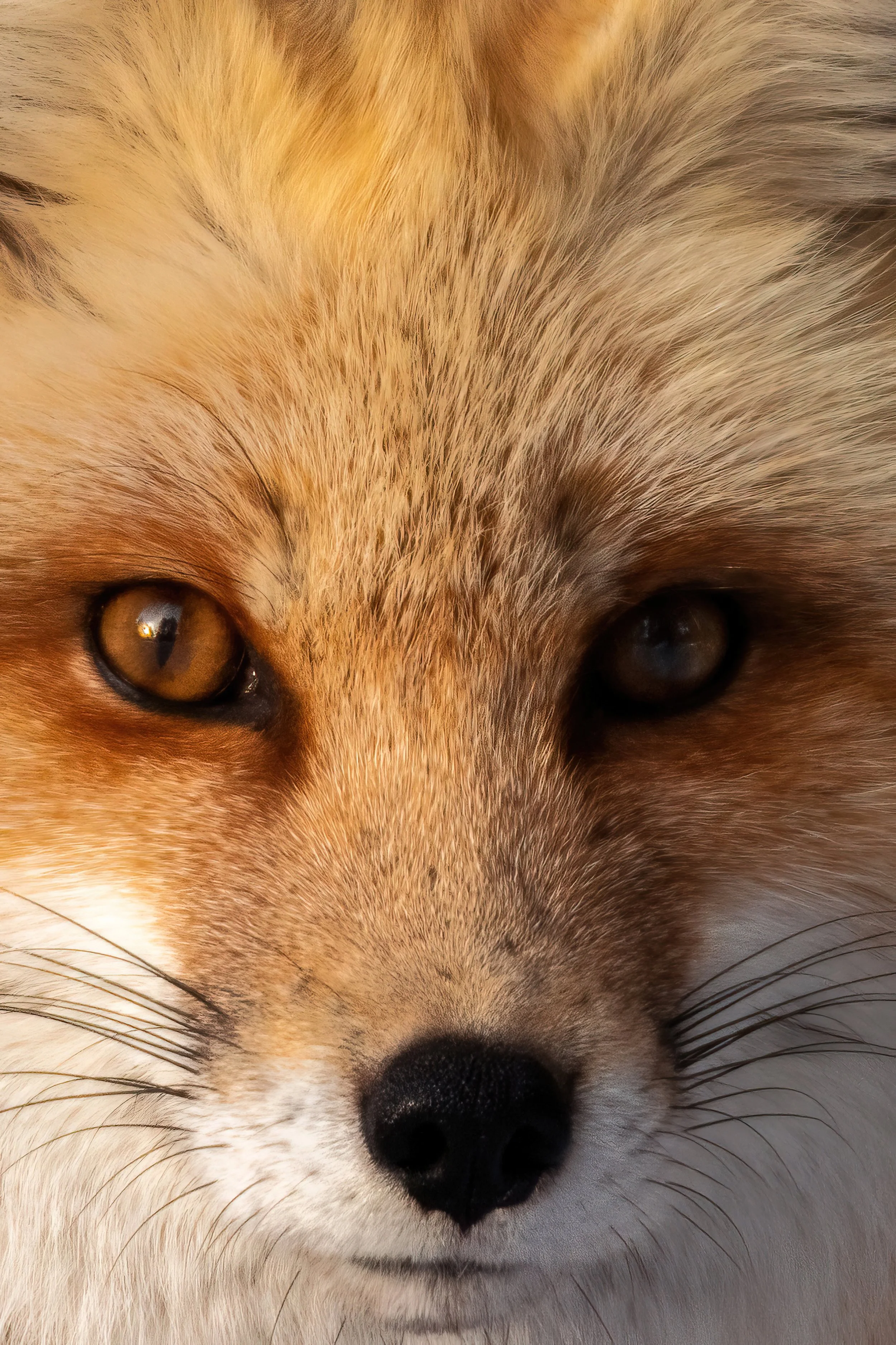 2Fox CloseUp-DeNoiseAI-clear-low_res-scale-4_00x-gigapixel.jpg