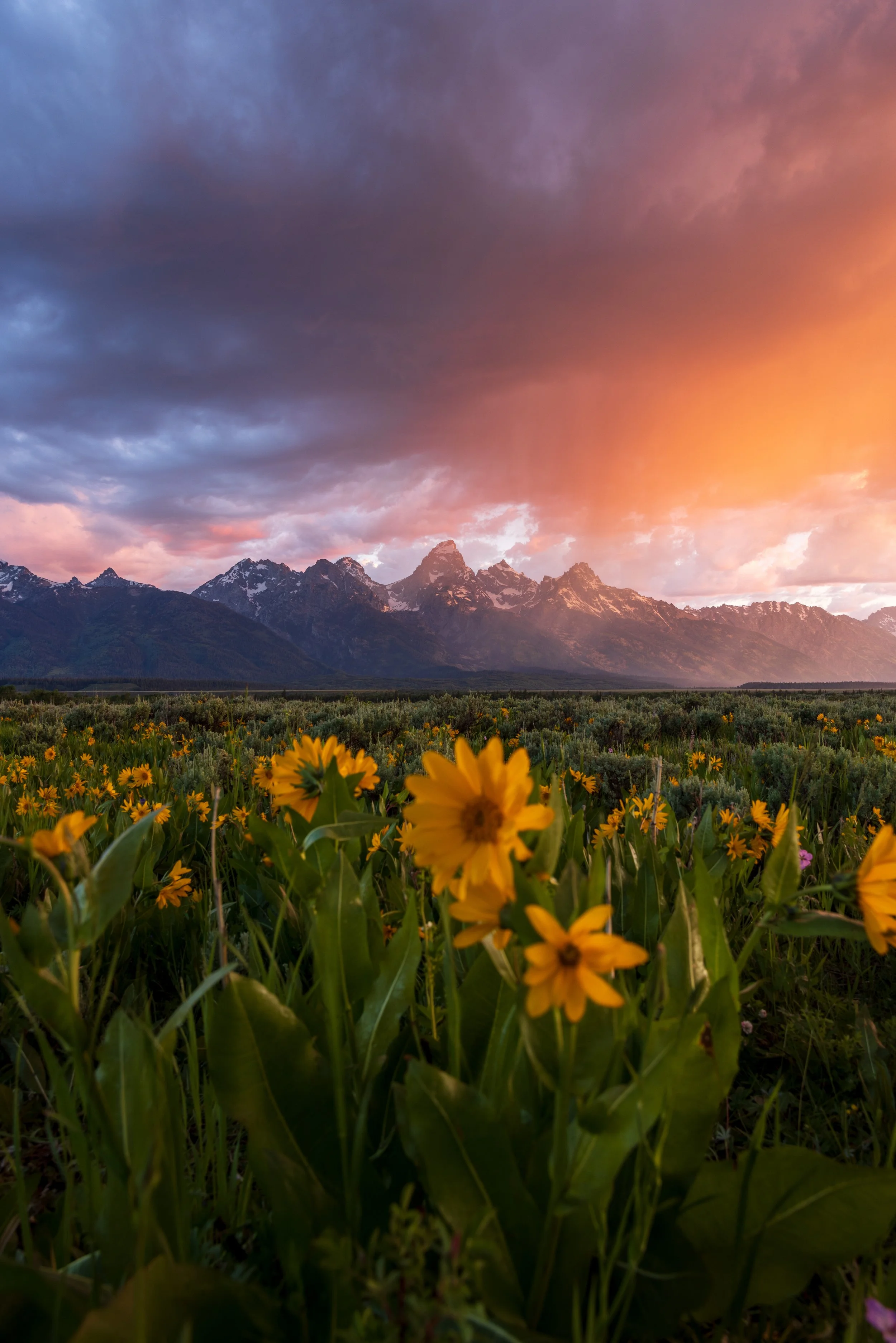 Wildflower Sunrise Vert.jpg