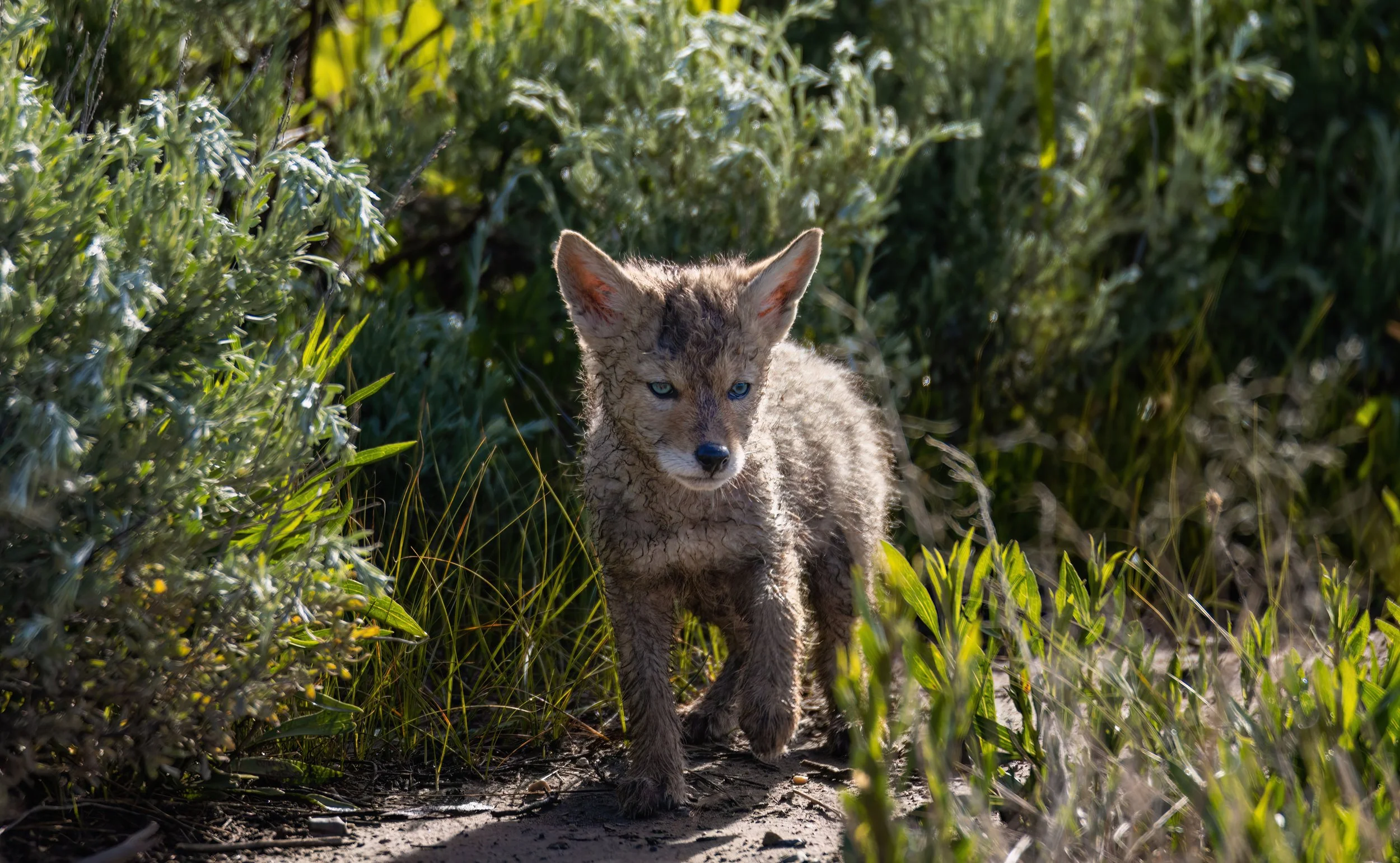 AI-Close Up Baby Yote-DeNoiseAI-low-light.jpg