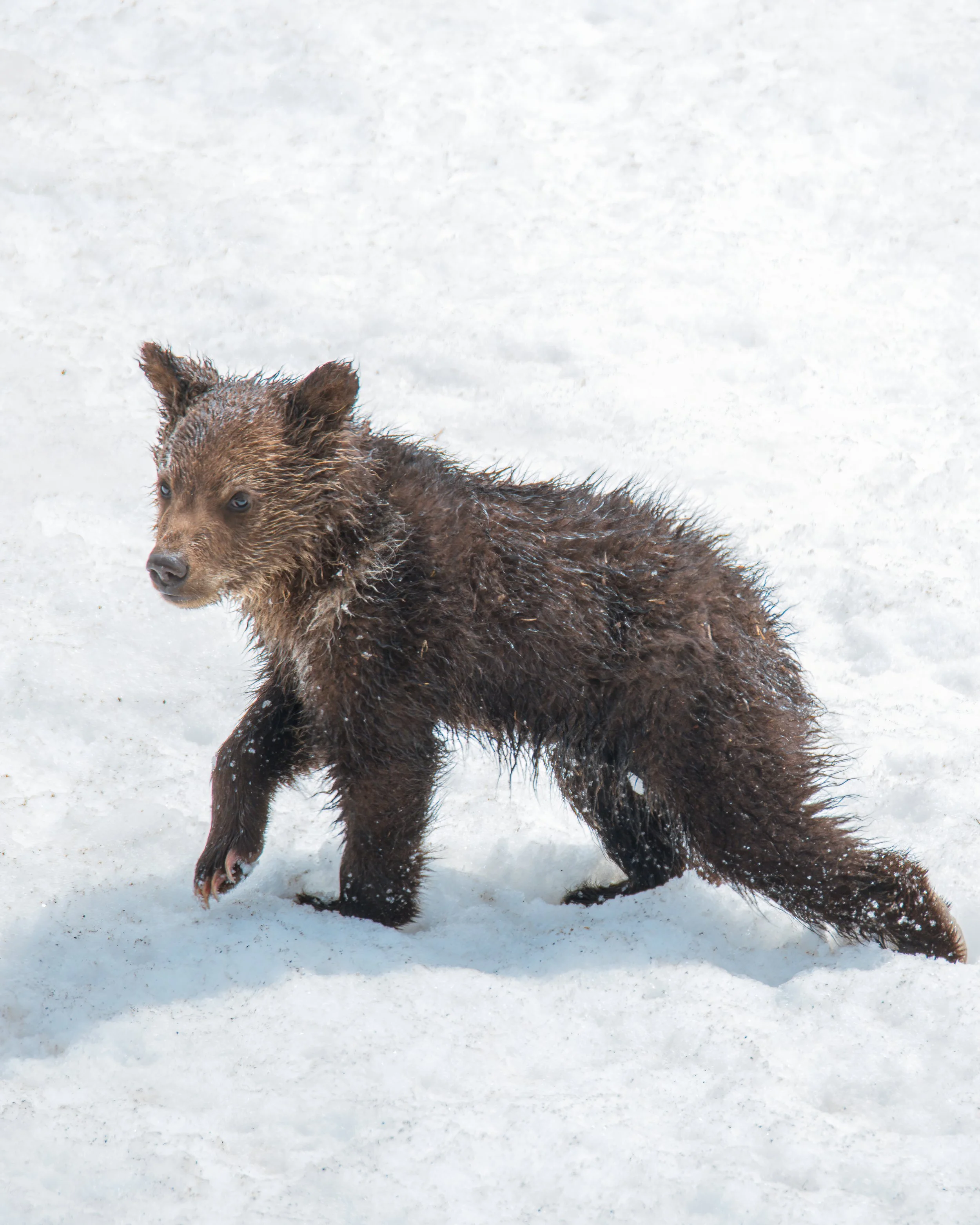 Baby Bear-denoise-clear.jpeg