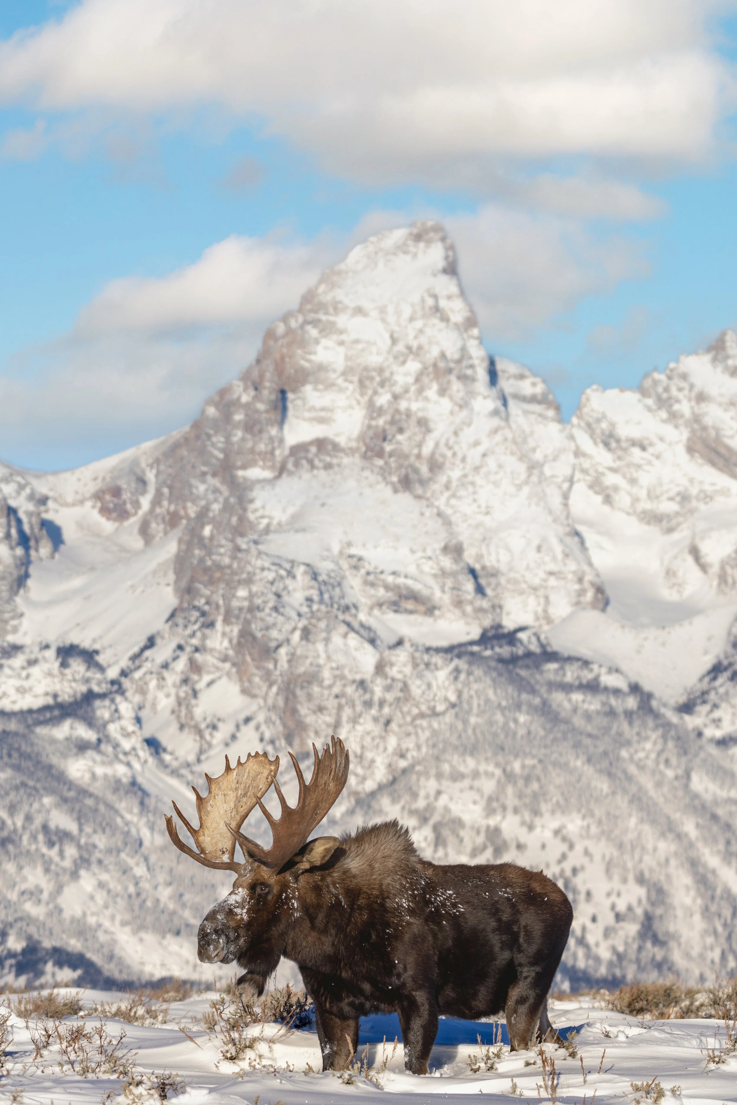 Moose in front of the Grand.jpg