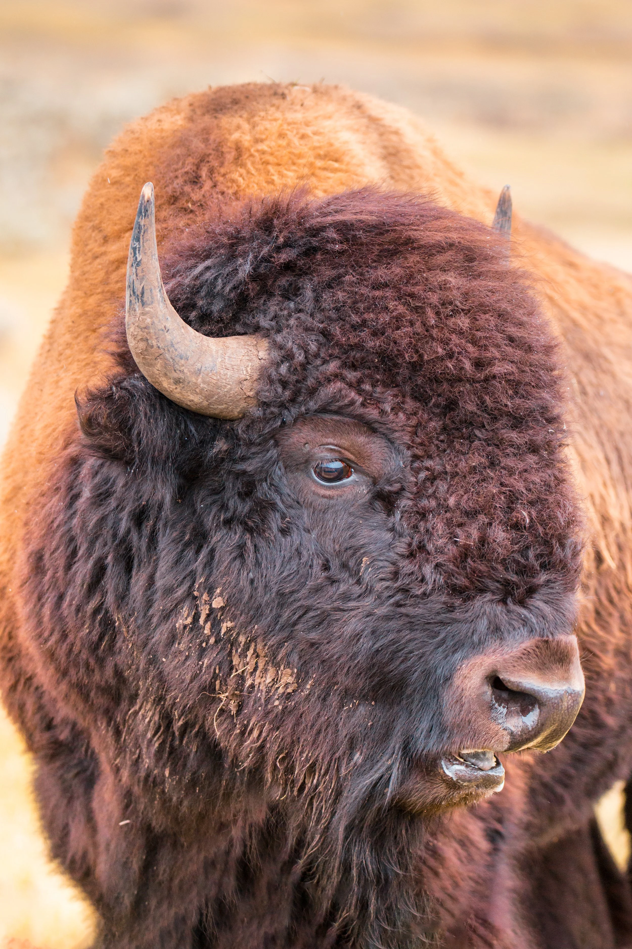 2longer.bison profile print.jpg