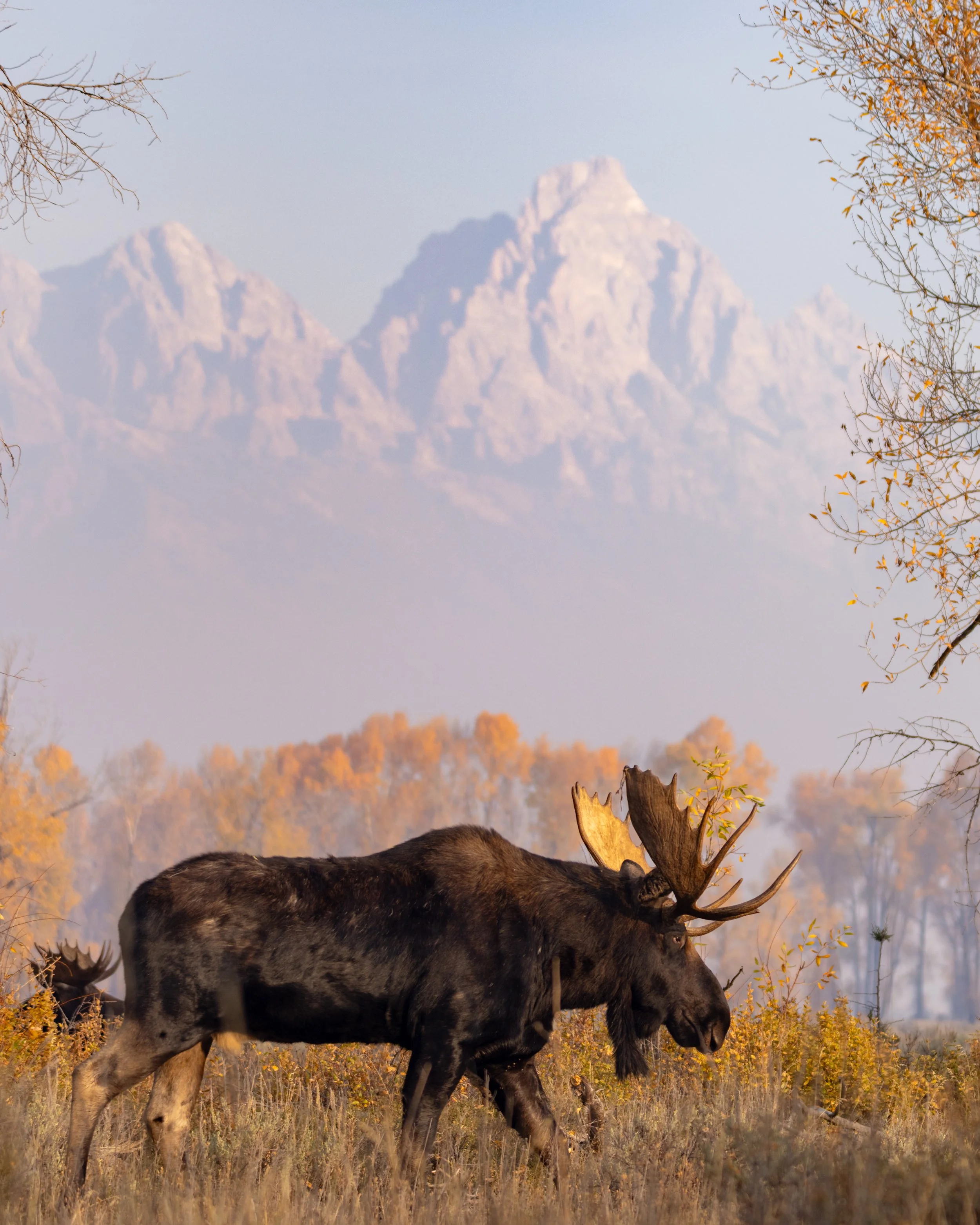 Moose Fall 2024-5.jpg