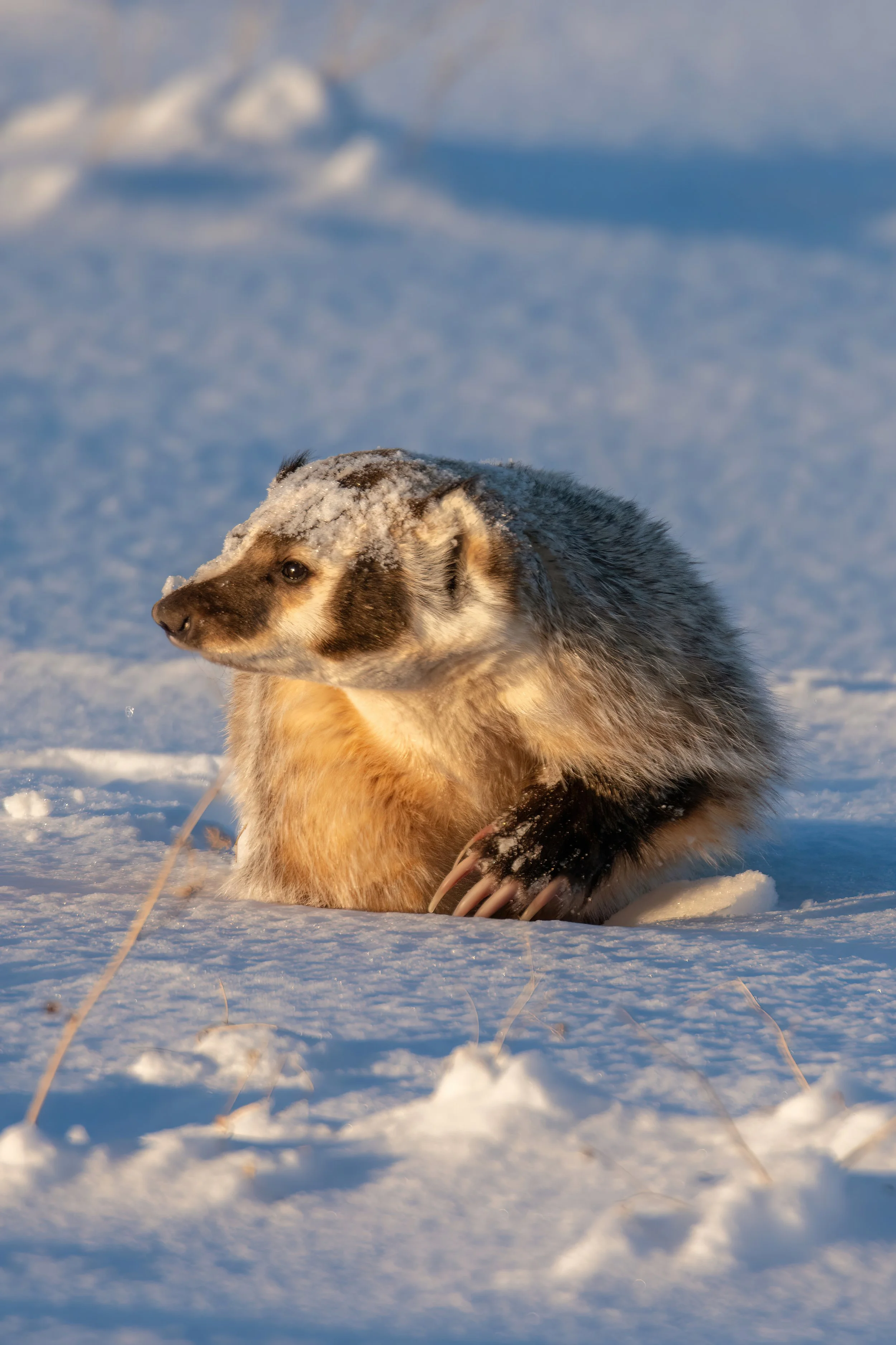 2Fancy Badger Profile-DeNoiseAI-low-light-standard-scale-2_00x-gigapixel.jpg