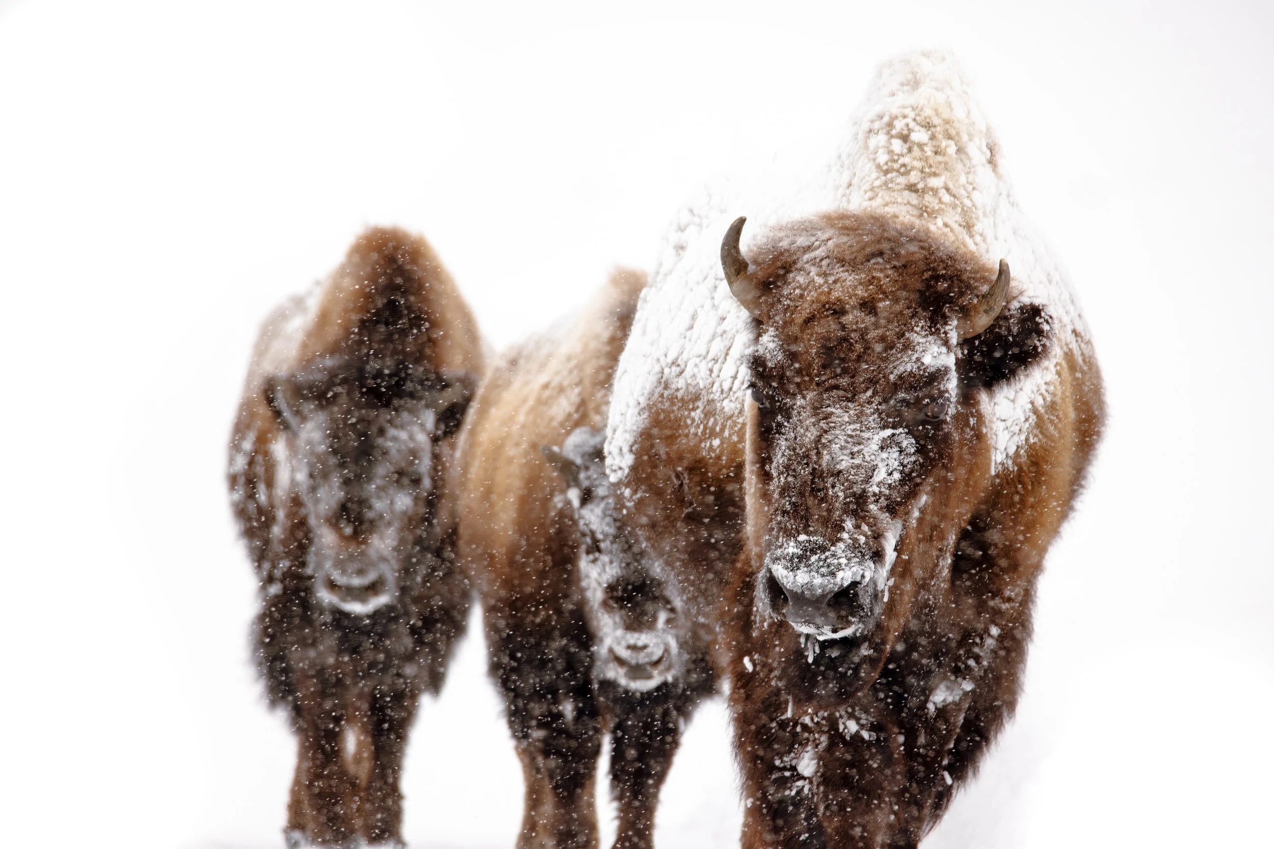 Bisons Whiteout-DeNoiseAI-low-light.jpg