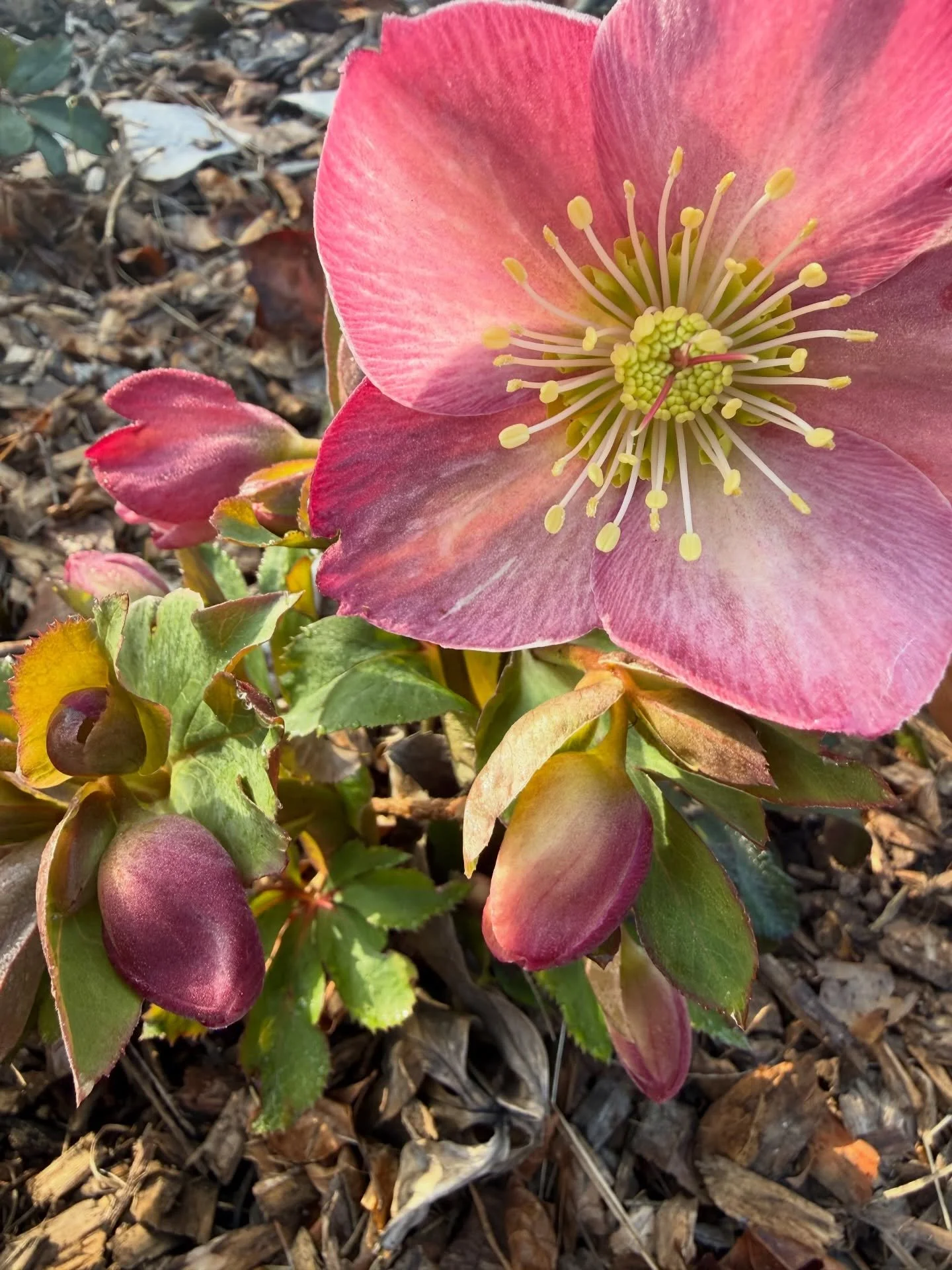 The gardens at Black Haus Blooms are slowly awakening.

The past several weeks have been filled with the quiet work that begins every growing season &mdash; tending trays of seedlings, hardening off young plants, and planting the first successions of