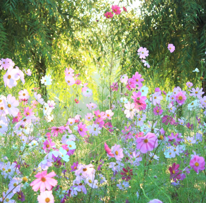 Cosmos mix.png