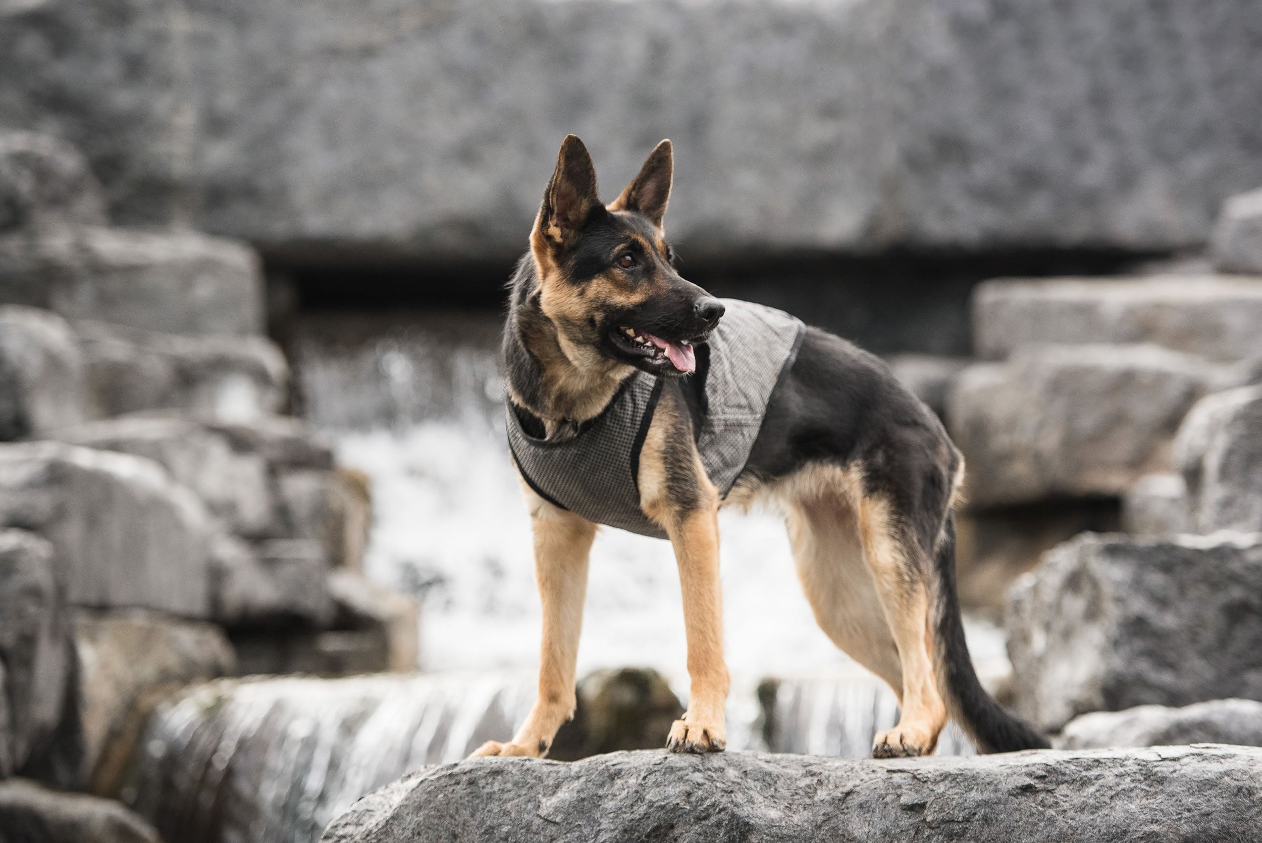 Dog Cooling Vest - US Army in Grey