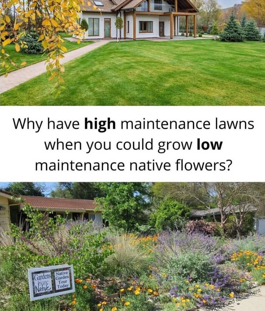 Why indeed? I&rsquo;d love to see more and more lawns transformed into beautiful ecosystems 💕