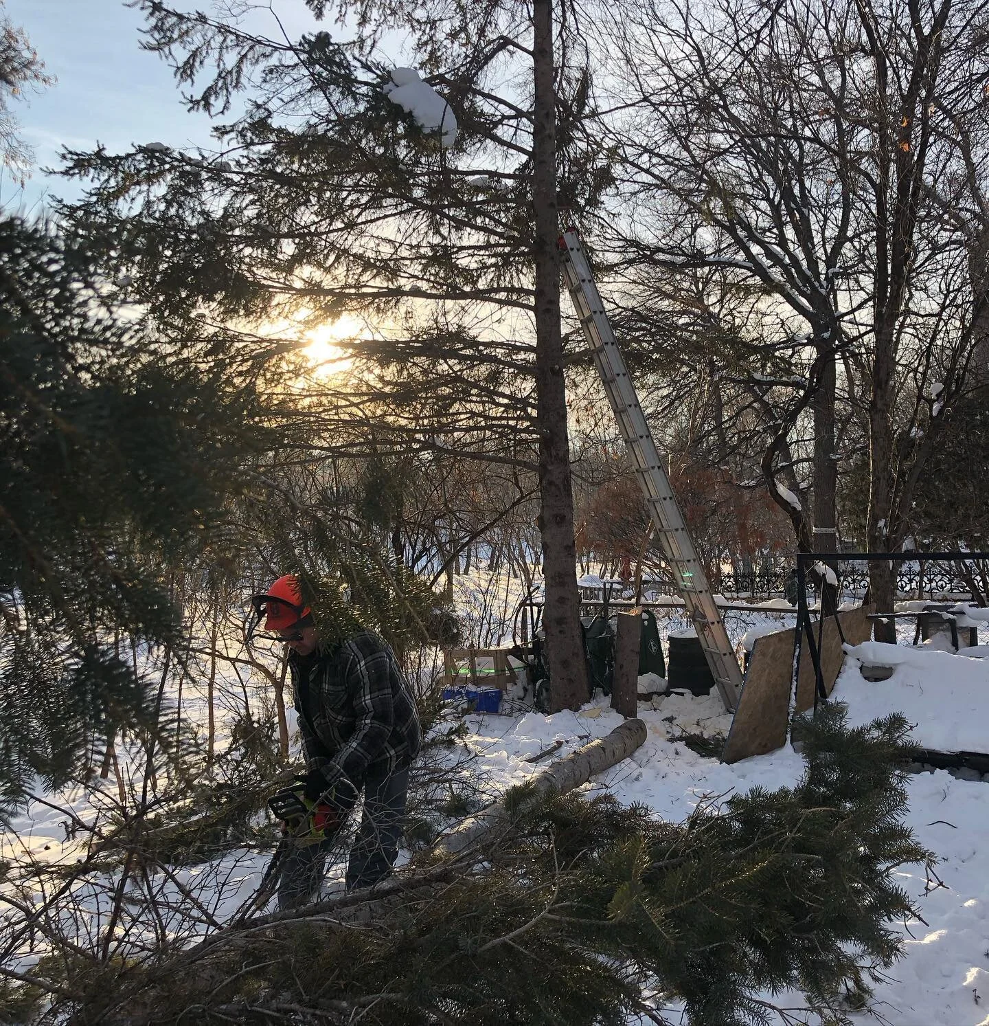 There is so much to be done in summer! 
So it&rsquo;s great to get some jobs done on beautiful winter days. I am helping a friend with clearing out some trees for: light, a space for future fruit trees/shrubs and creating a yield of firewood and wood