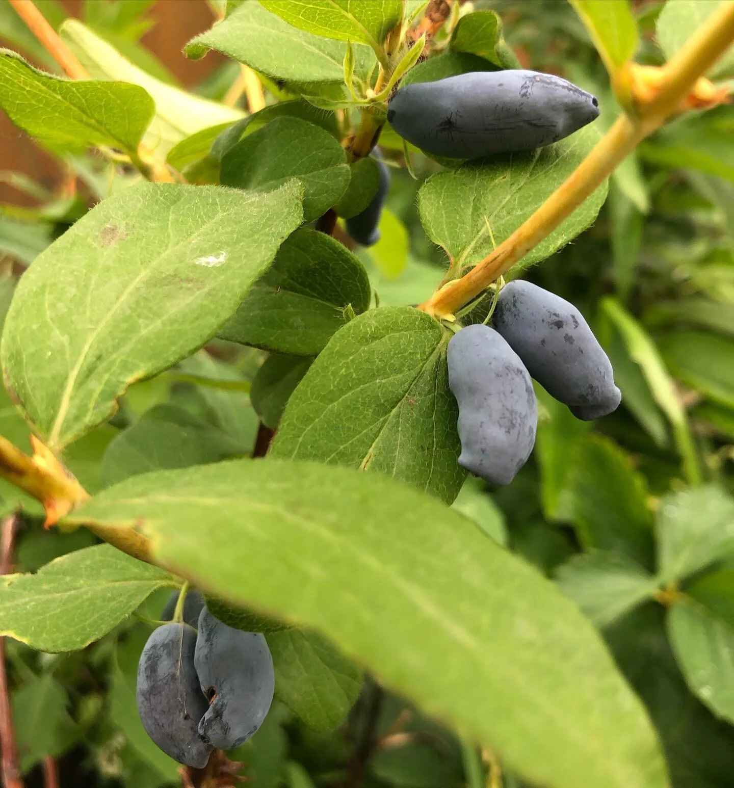 I love Haskaps!
Cold hardy, abundant harvests of super delicious berries and easy to propagate. 
If you haven&rsquo;t tried them, I highly recommend this fantastic fruiting shrub. Stay tuned for more great fruiting shrubs that make excellent addition