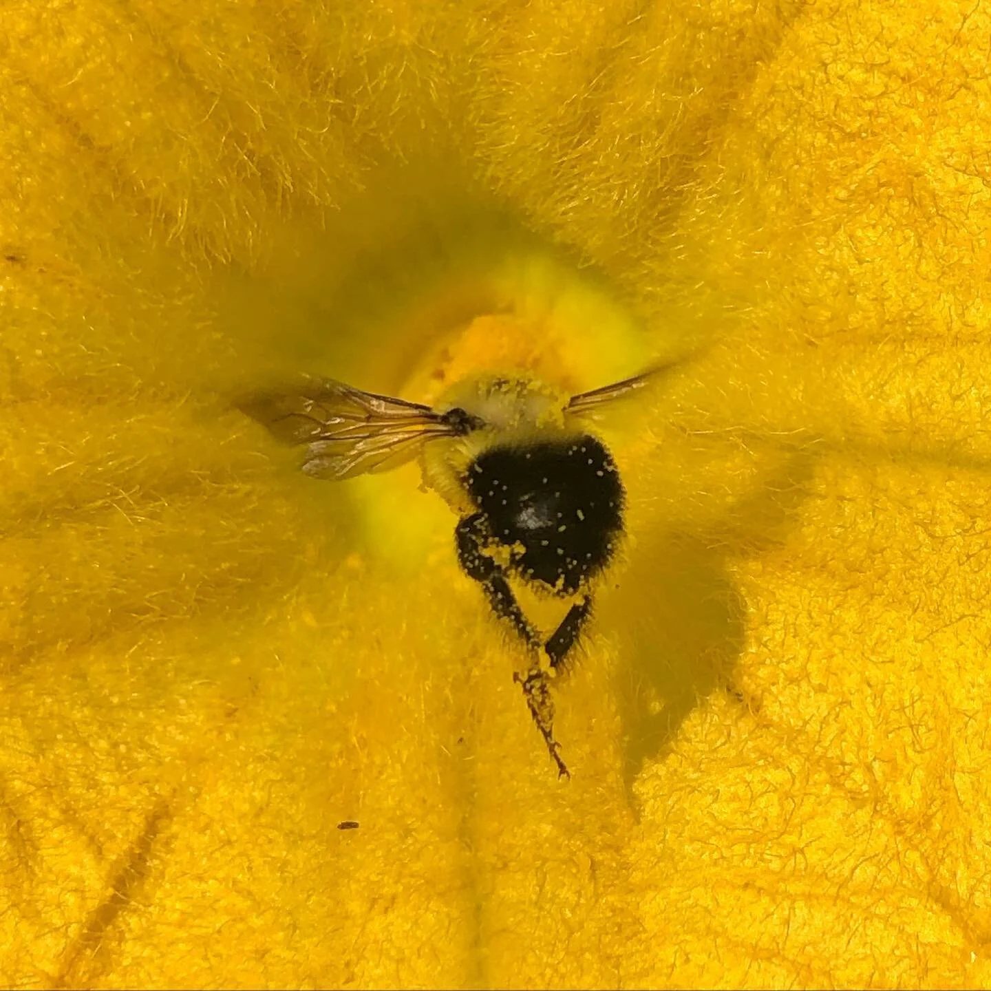 Here is a happy little bee! 
This squash blossom is beautiful, supports local pollinators and then grows a delicious crop of squash.
.
This particular plant is among a brassica, allium, bean polyculture with various support plants and pest aromatic p