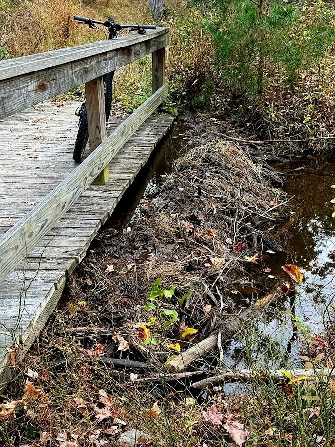 Beaver dam along trail . Photo credit: Howard Shure
