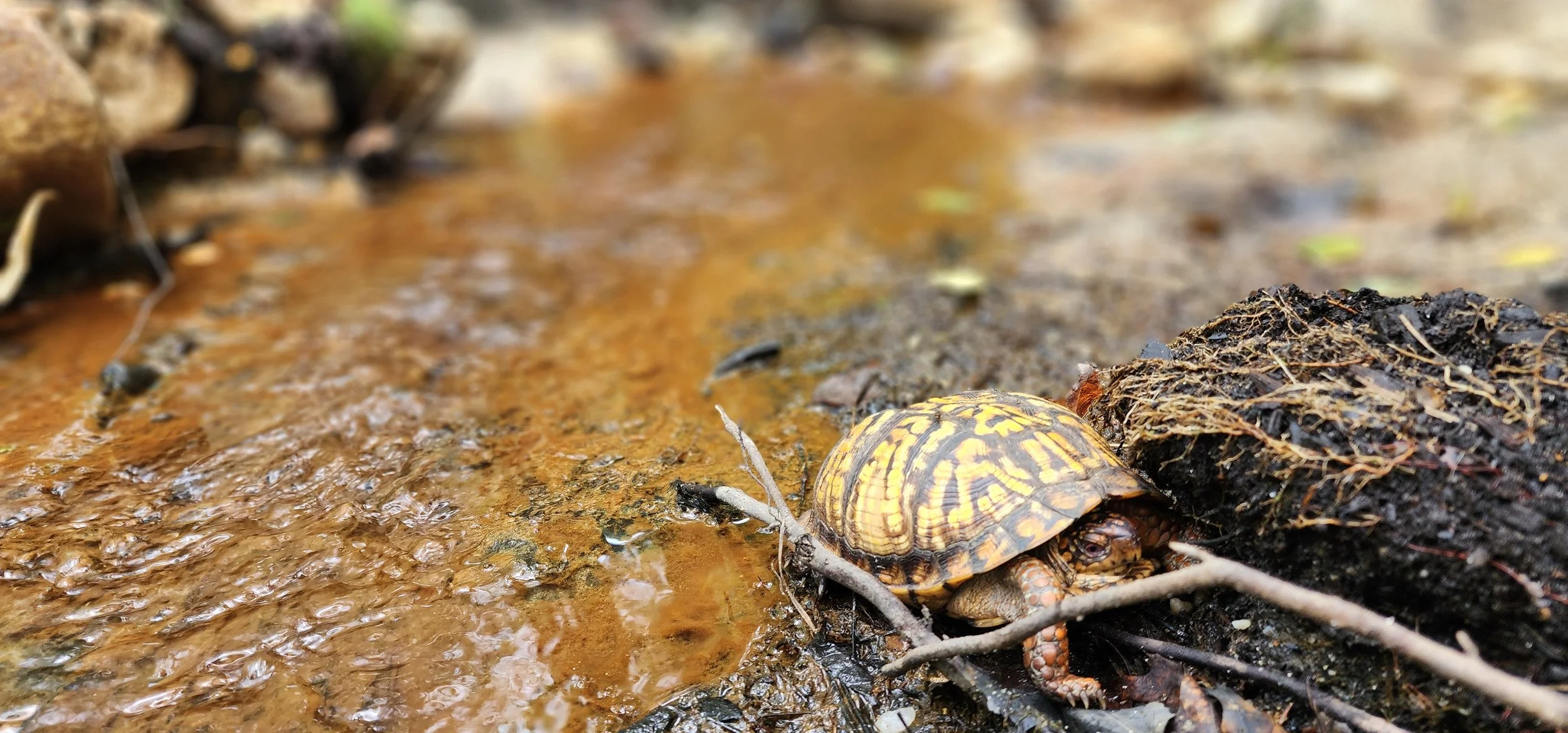 Bringing Back Jabez Branch