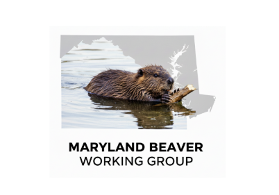 beaver working group logo cropped.png