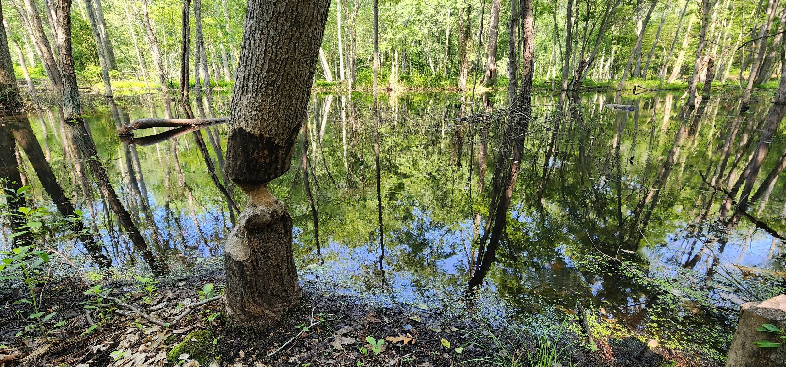 Maryland Beaver Working Group