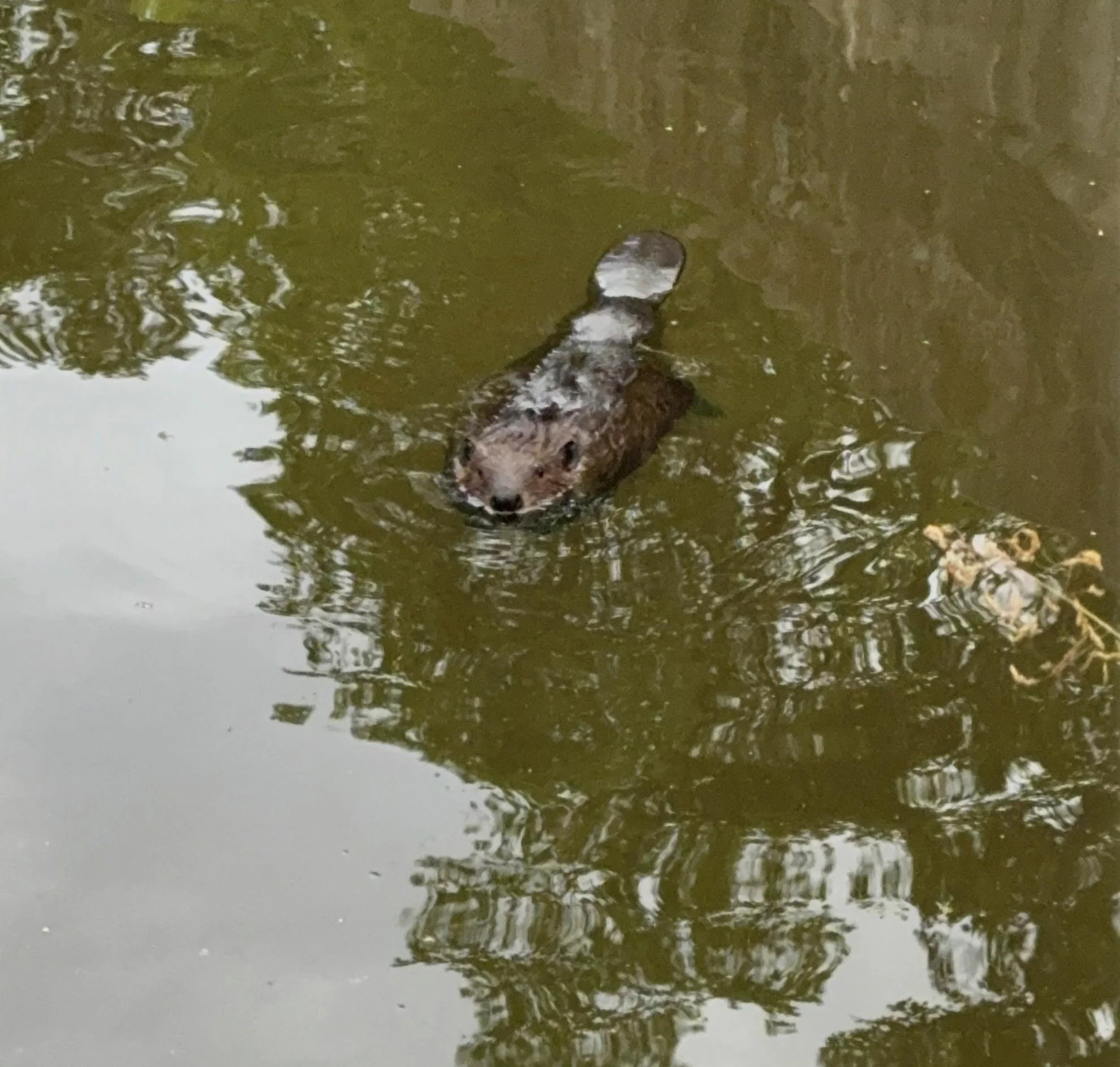 Maryland Beaver Symposium