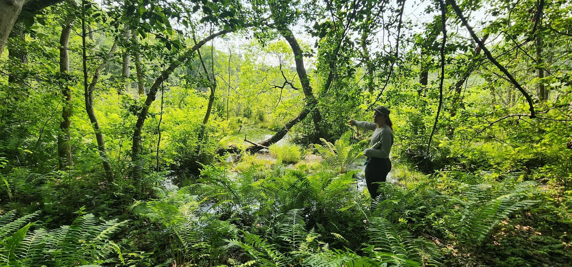 Camille Calure, a scientist with Underwood & Associates, points to the Arden/Gumbottom bog, part of a freshwater wetland complex discovered in 1988 by MD Dept. of Natural Resource biologists.