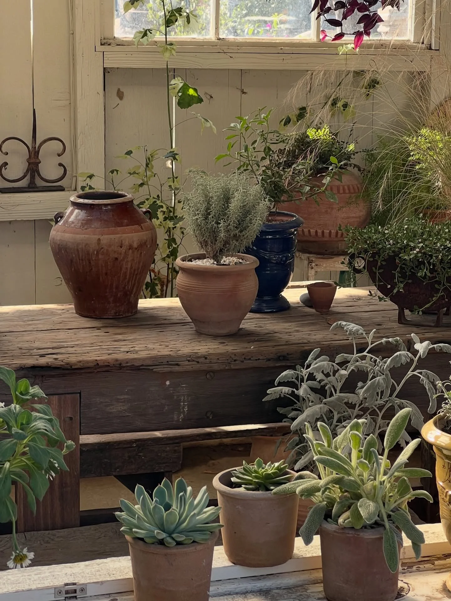 new arrivals in the greenhouse &mdash;
we&rsquo;re thrilled to feature pottery and plants from @eyeofthedaygdc now beautifully displayed and available to purchase here at bodega. pop in and take a look!