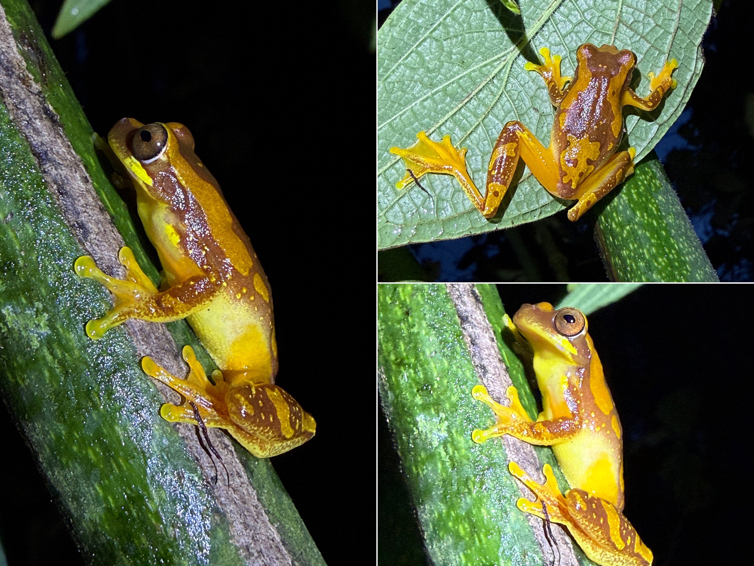 Frog4.jpg