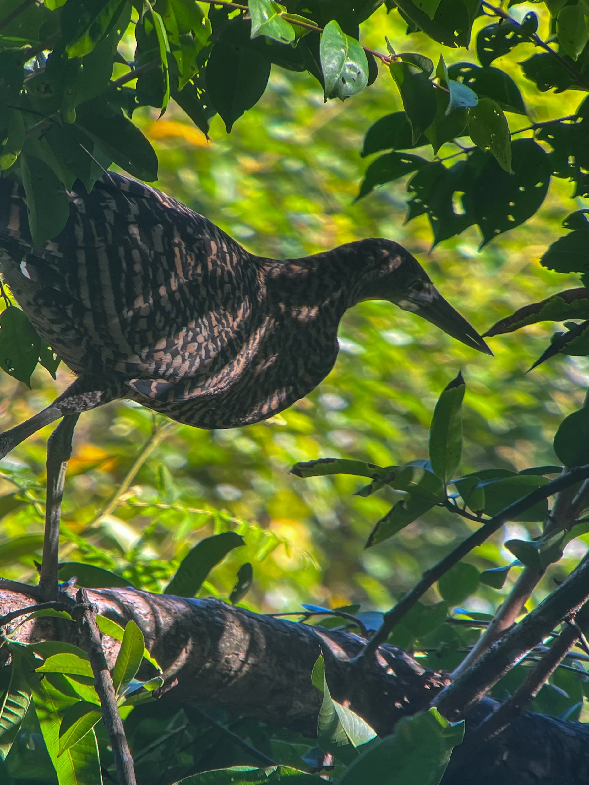 Bird6.jpg