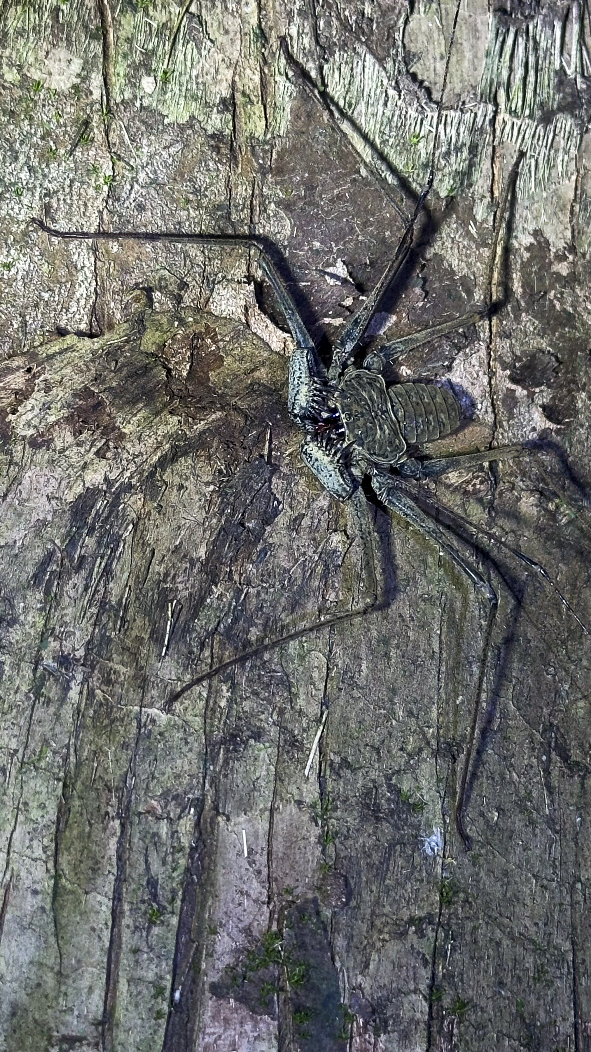 Bug2.png
