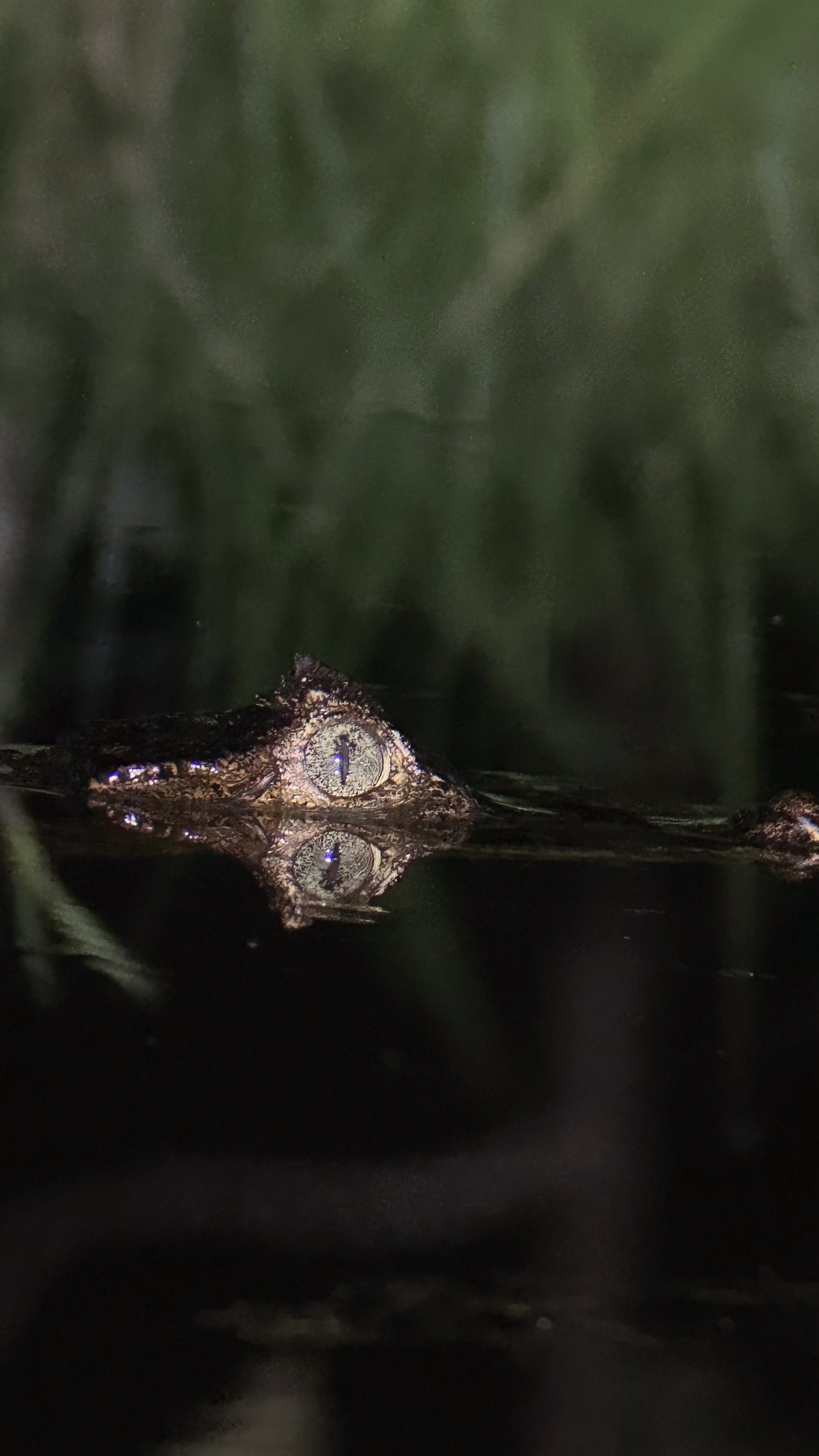 Croc1.jpg