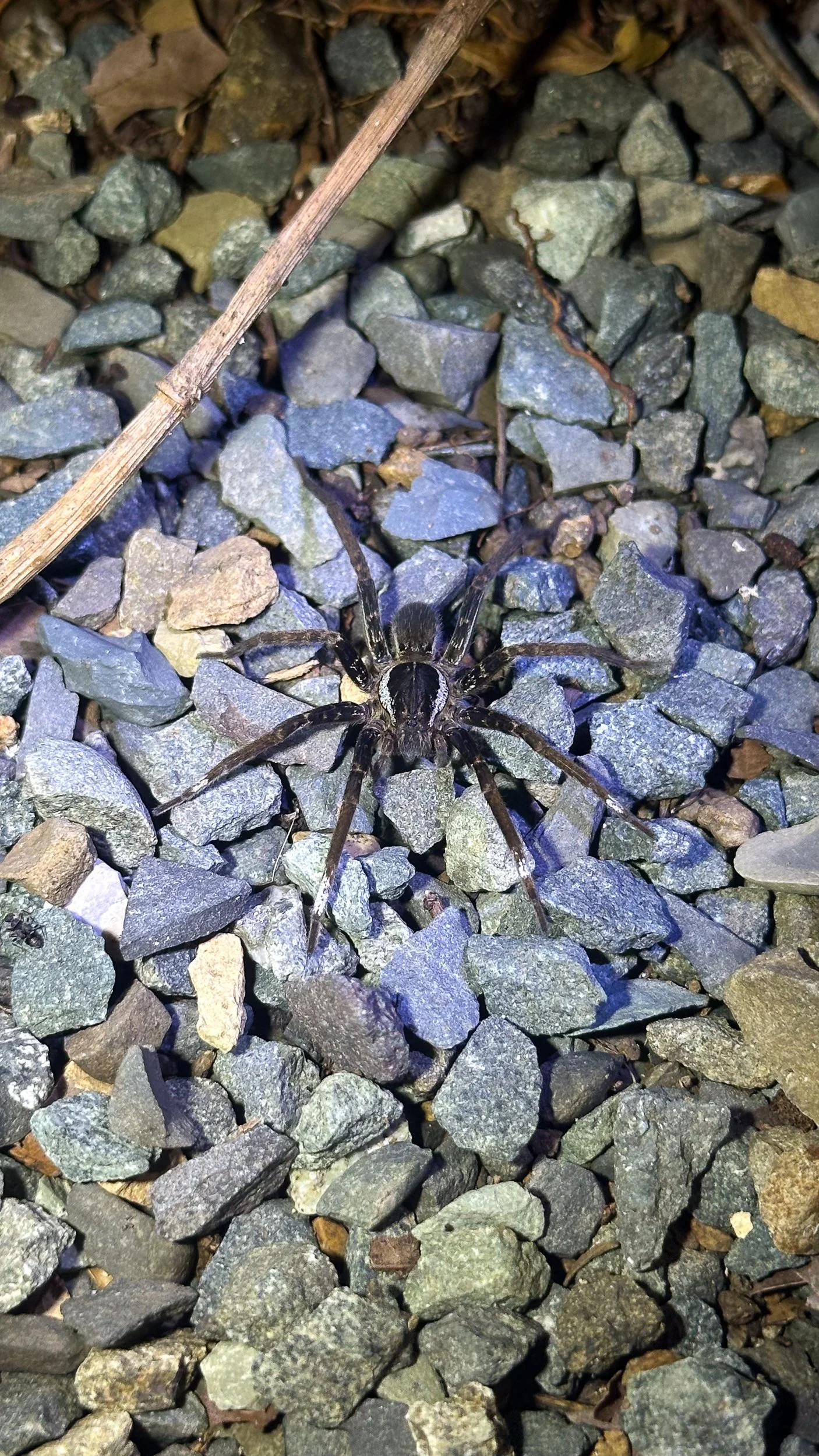 Spider1.jpg